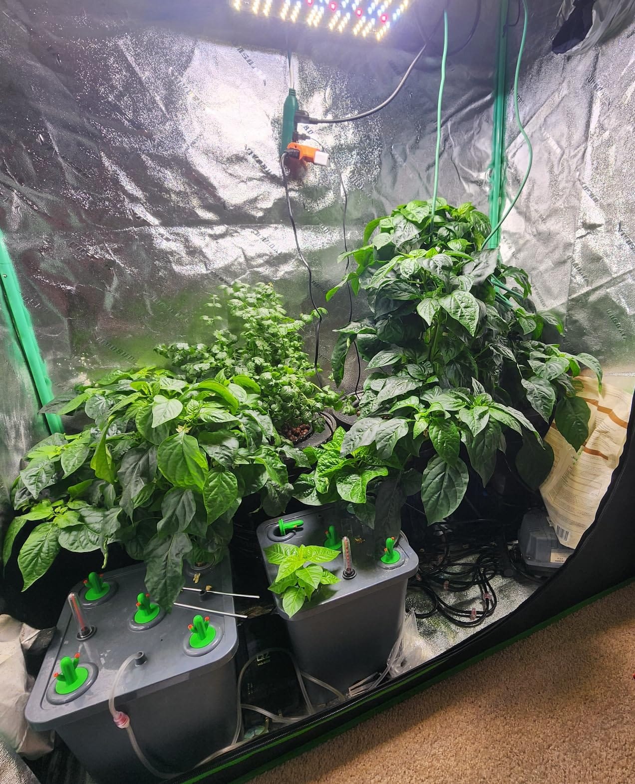 4 Hydroponic Buckets Kit for Plants, Hydroponics Growing System for Herbs/Tomato/Vegetables, DWC System with Air Pump & Germination Tray (Complete Indoor Hydroponic Gardening Supplies) customer photo 1