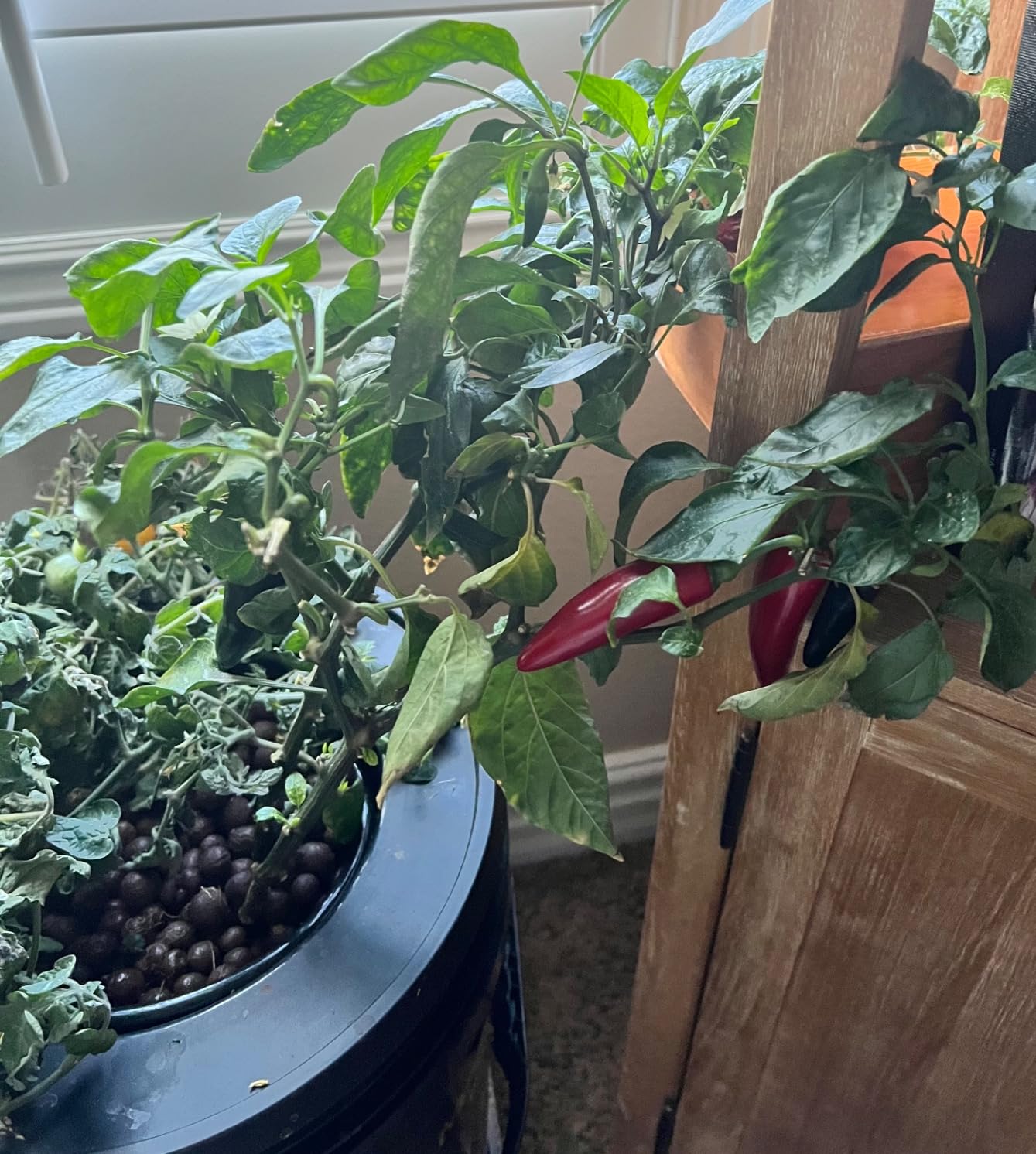 VIVOSUN DWC Hydroponics Grow System with Top Drip Kit 4 Buckets customer photo 2