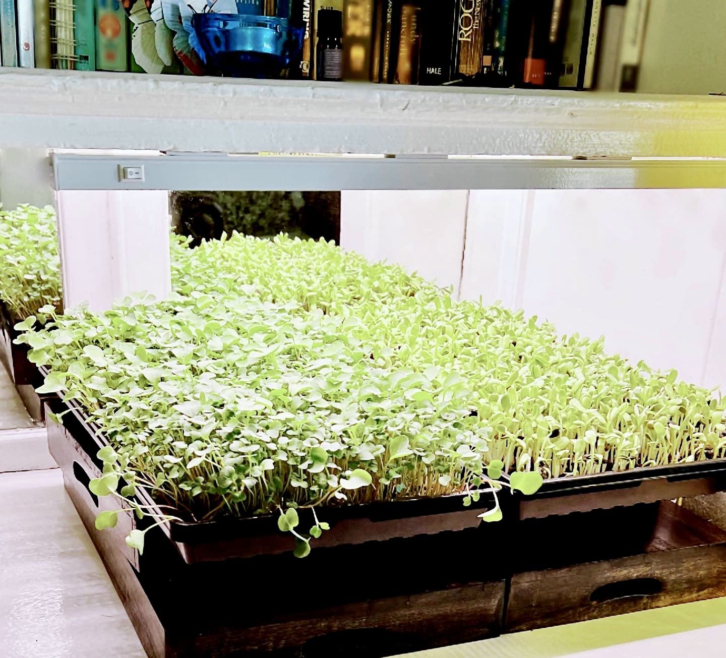 Barrina T5 Grow Light, 5000K White Full Spectrum LED Grow Light 2ft, 8 Pack customer photo 2