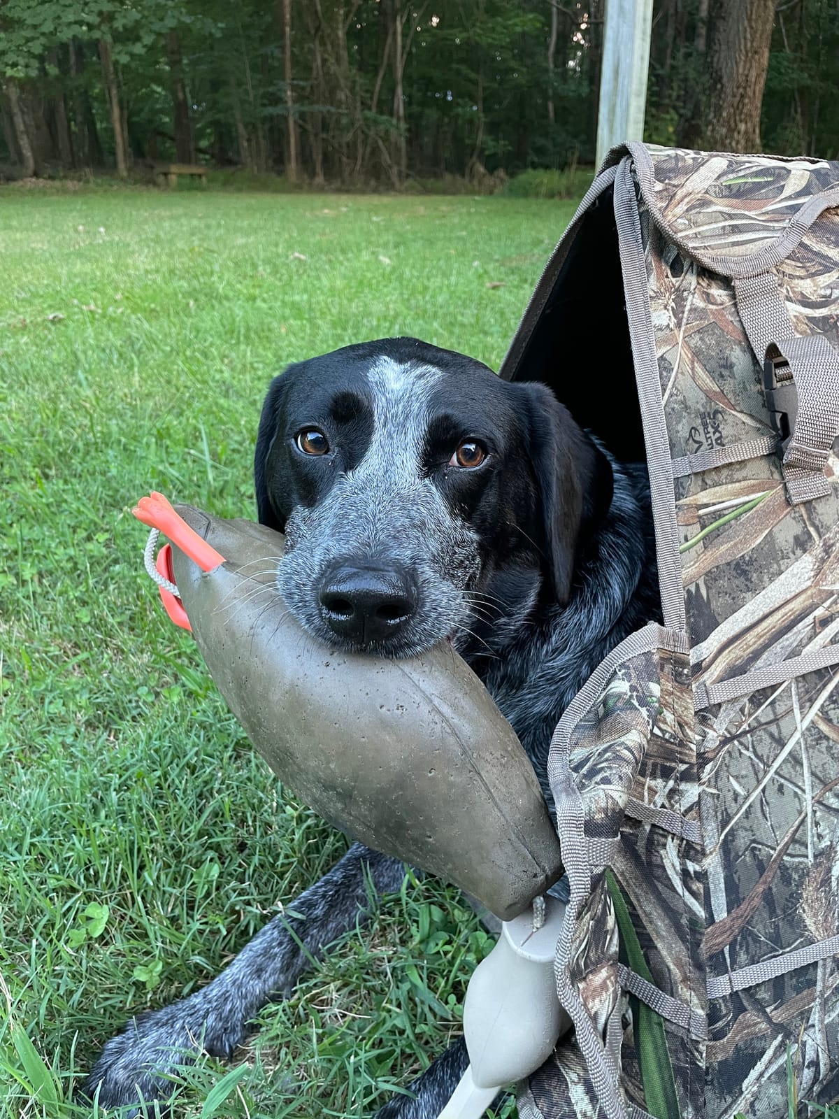 ALPS OutdoorZ Alpha Dog Blind customer photo 1