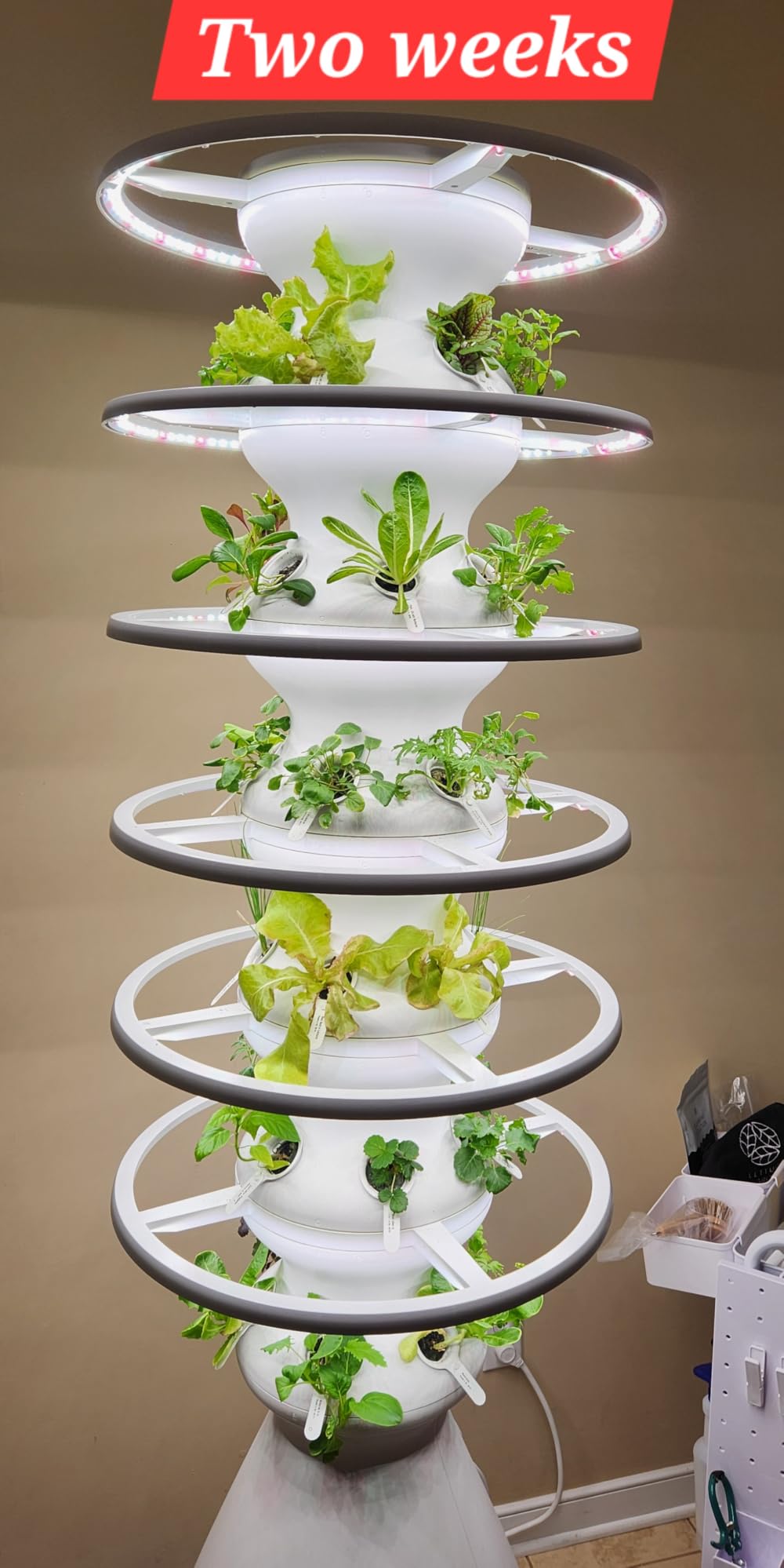 Lettuce Grow Farmstand Indoor Kit | Glow Rings | 36 Seedlings | 6ft 7in customer photo 2