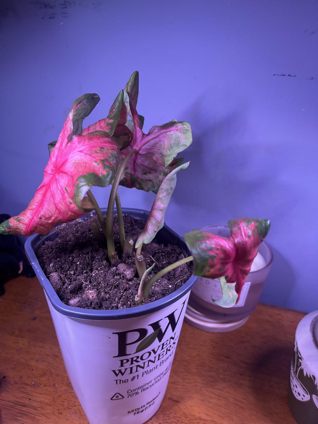 GYTF Halo Plant Grow Light, 6000K White LED Full Spectrum Growing Lamp for Indoor Plants, Succulents, Mini Bonsai, Small Plants, Height Adjustable, Dimmable & Timer 4/8/12/18Hrs customer photo 1
