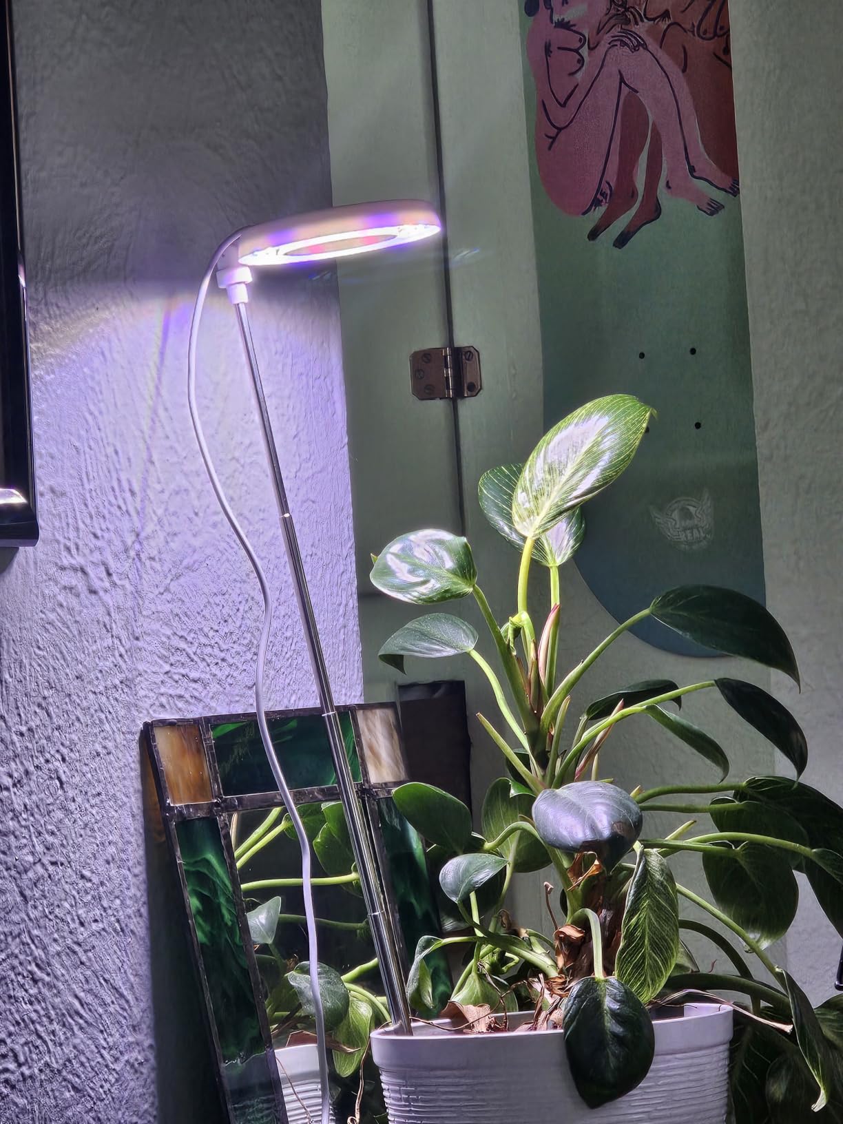 GYTF Halo Plant Grow Light, 6000K White LED Full Spectrum Growing Lamp for Indoor Plants, Succulents, Mini Bonsai, Small Plants, Height Adjustable, Dimmable & Timer 4/8/12/18Hrs customer photo 2
