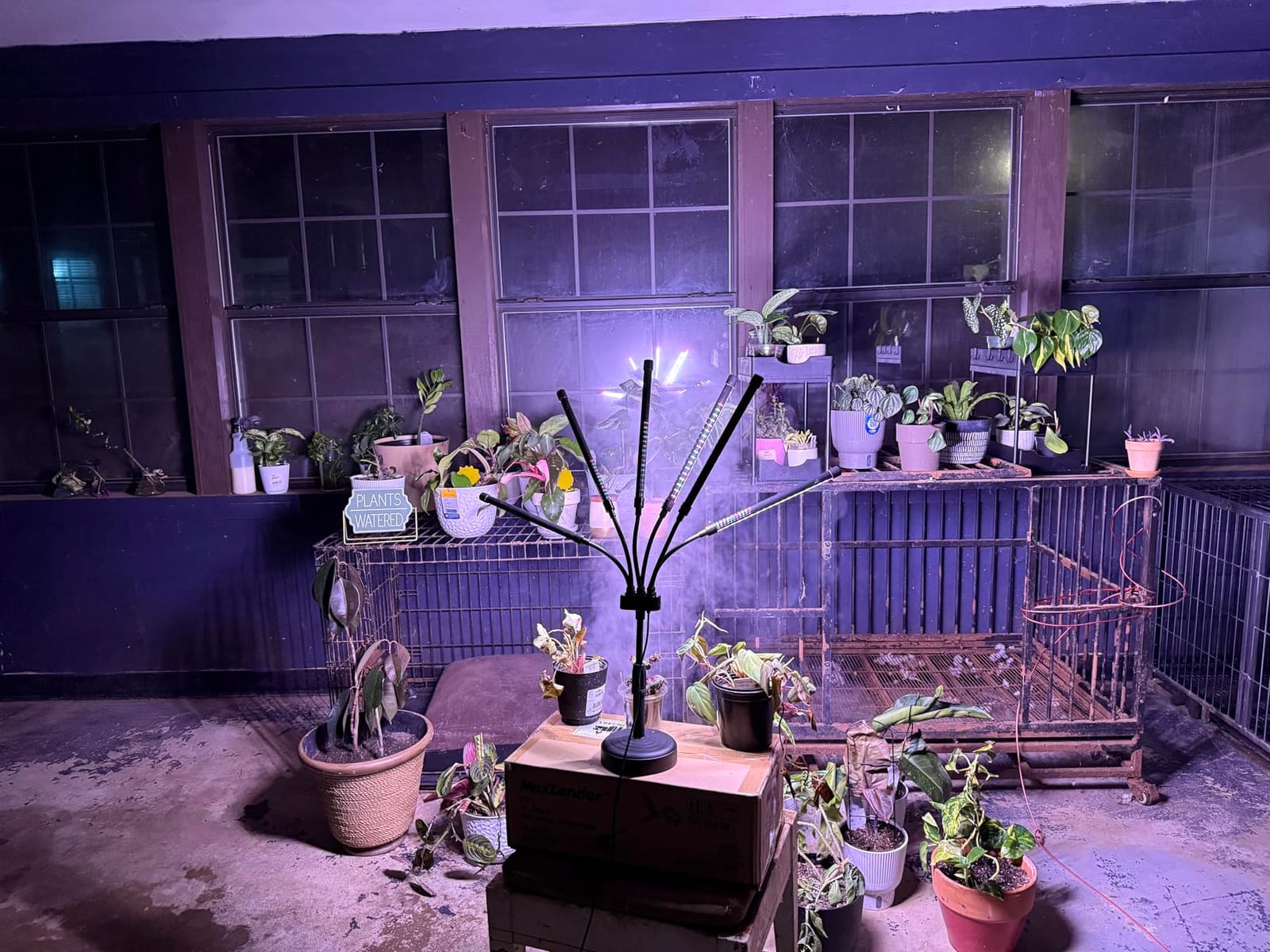 SYEIORAOM Grow Lights for Indoor Plants, Six Head Plant Light with Full Spectrum, LED Grow Lamps for Seed Starting with Adjustable Gooseneck, Suitable for Flowers Vegetables customer photo 1