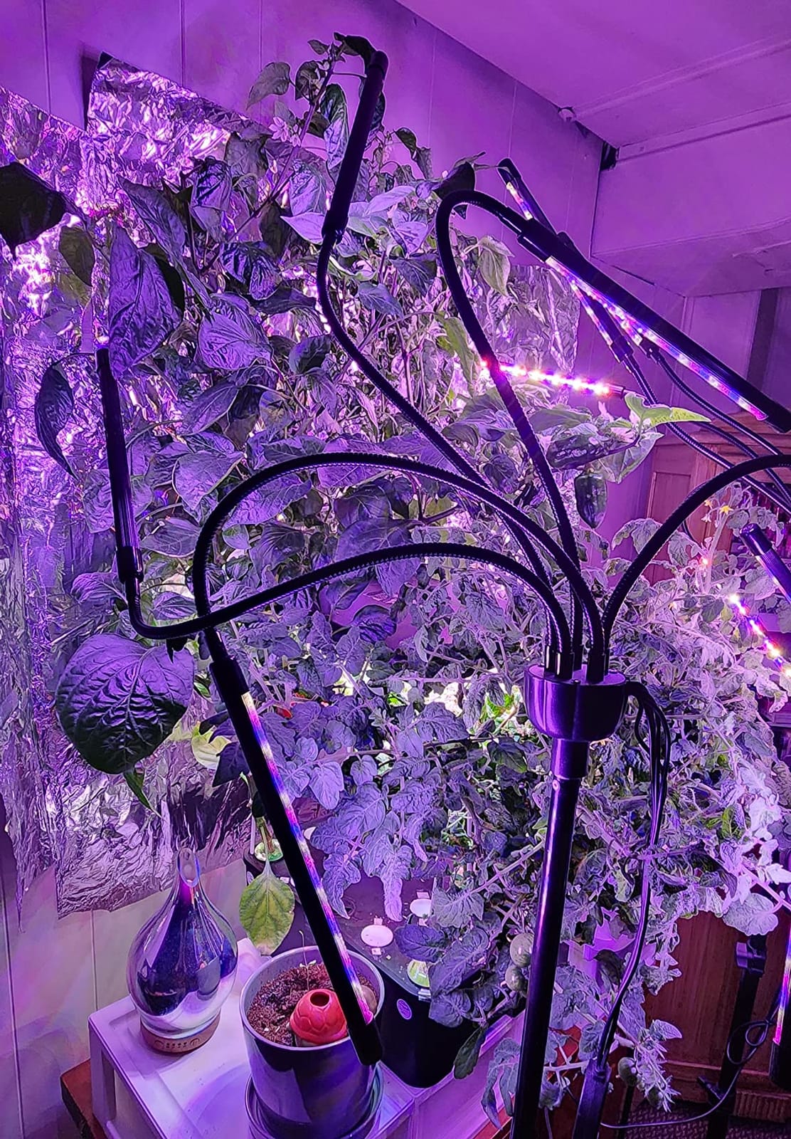 MUFGA 12 Pods Hydroponics Growing System, Indoor Garden with LED Grow Light, Plants Germination Kit, Mini Herb Garden with Pump System, Height Adjustable (No Seed) customer photo 2
