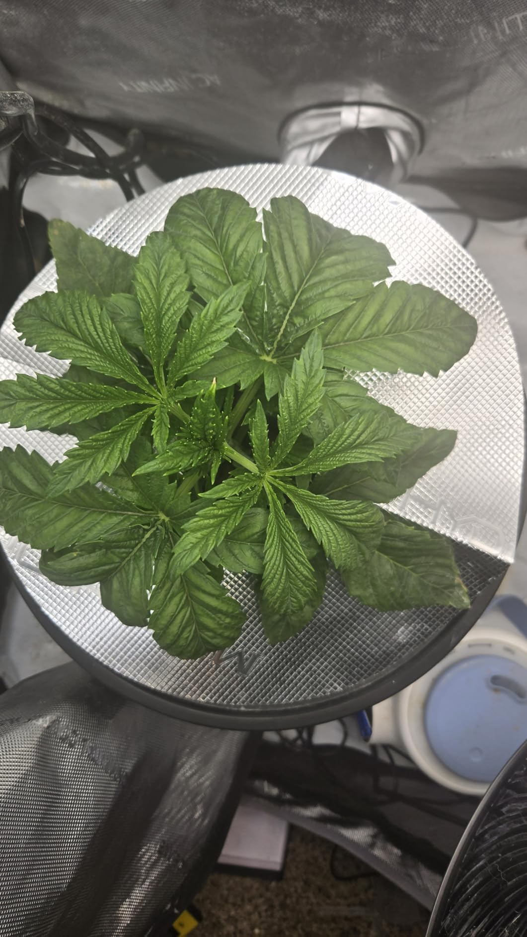 Mars Hydro DWC Hydroponics Grow System 5 Gallon Deep Water Culture with 8W Air Pump, Multi-Purpose Air Hose, Air Stone, 2 Buckets and Top Drip Kit customer photo 1