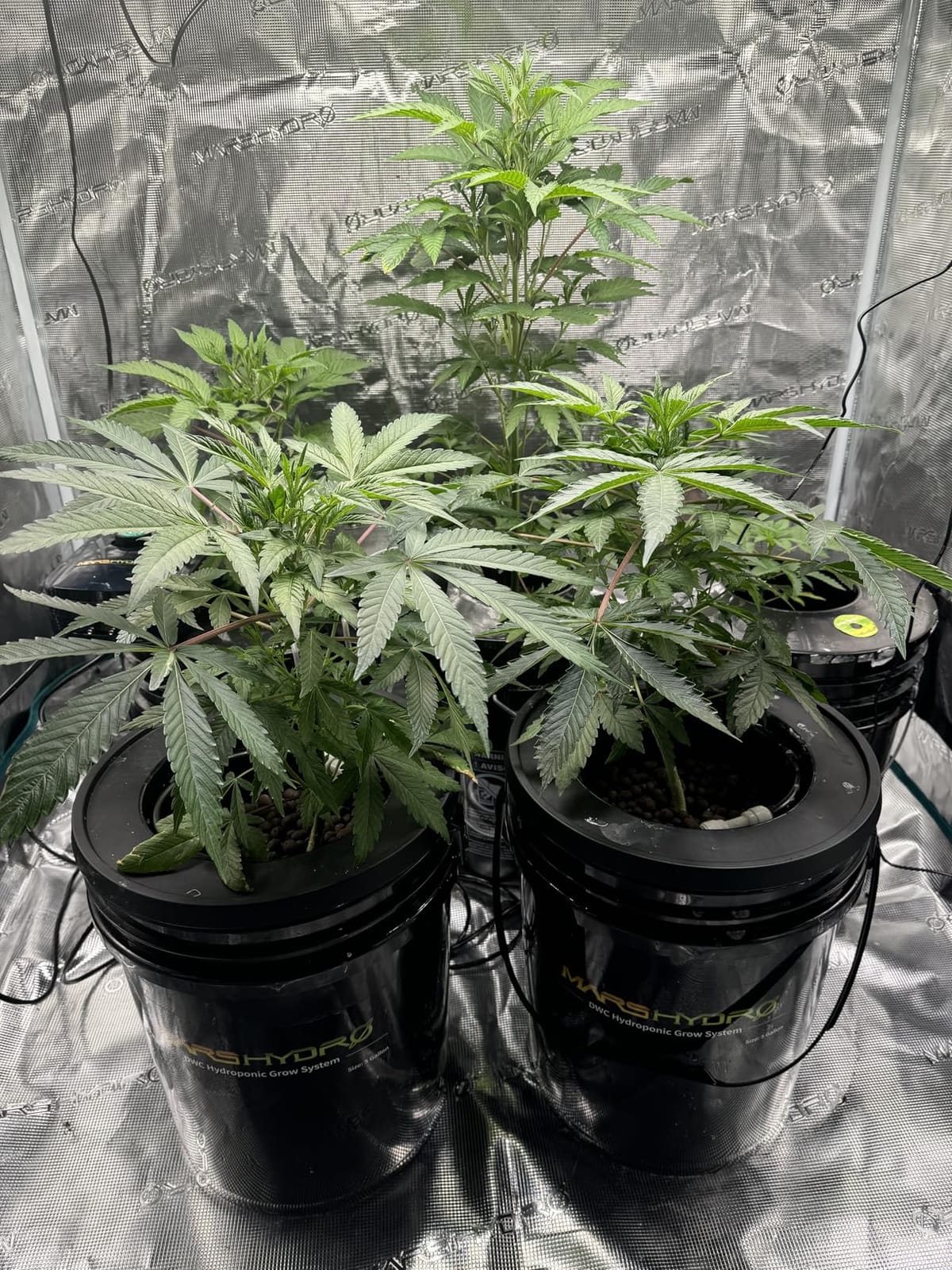 Mars Hydro DWC Hydroponics Grow System 5 Gallon Deep Water Culture with 8W Air Pump, Multi-Purpose Air Hose, Air Stone, 2 Buckets and Top Drip Kit customer photo 2