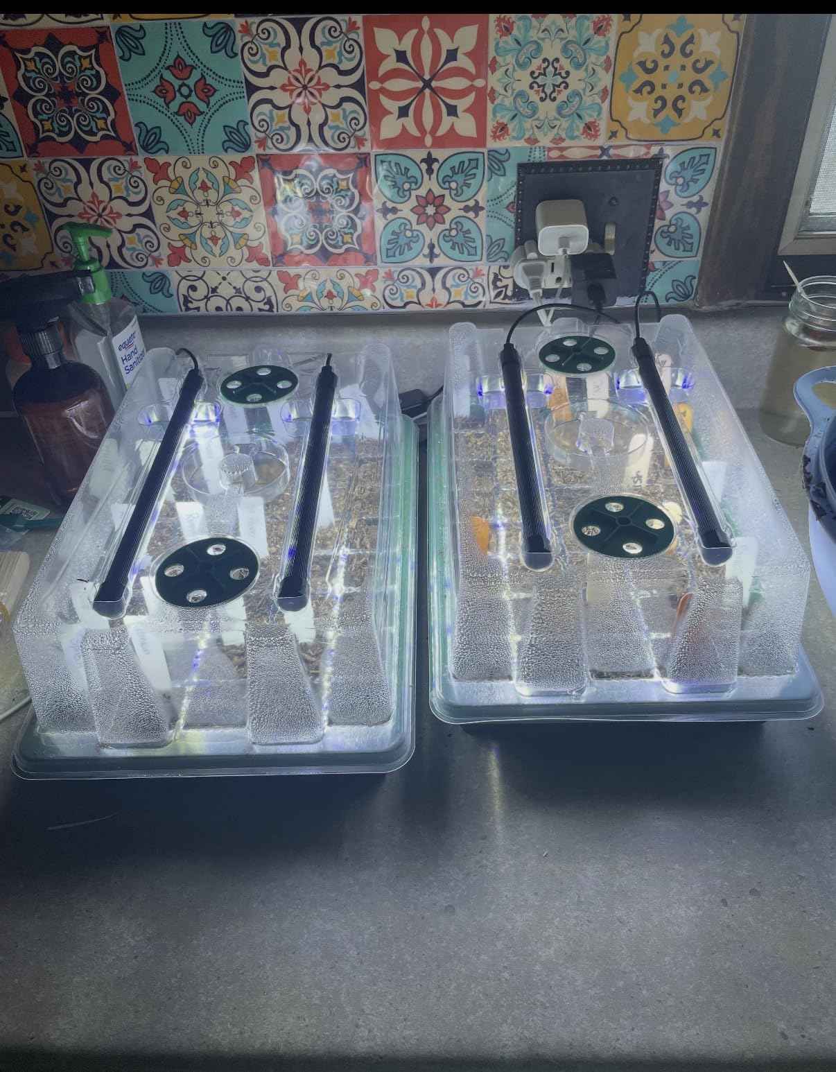 BlumWay Seed Starter Tray with Grow Light, Humidity Dome, 2 Pack 80 Cells customer photo 1