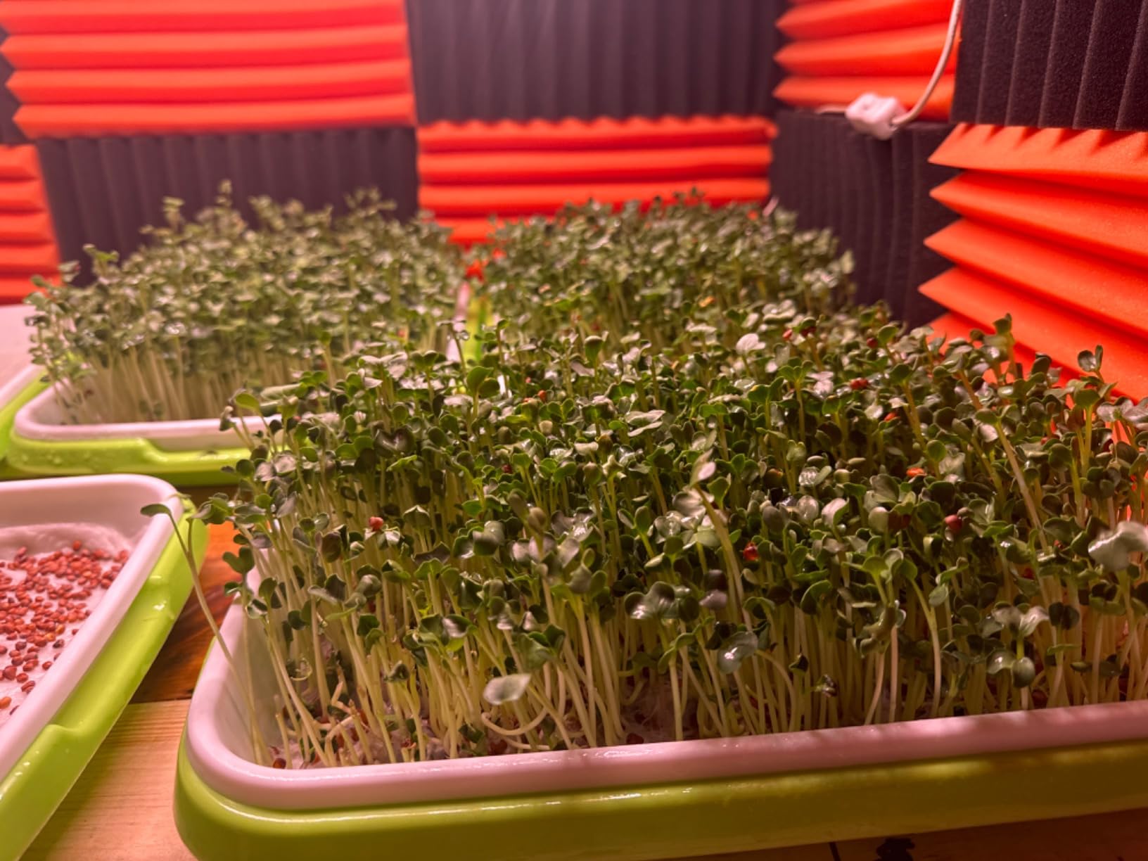 Seed Sprouting Trays, 5 Pack Soil-Free Microgreens Grow Kit customer photo 1