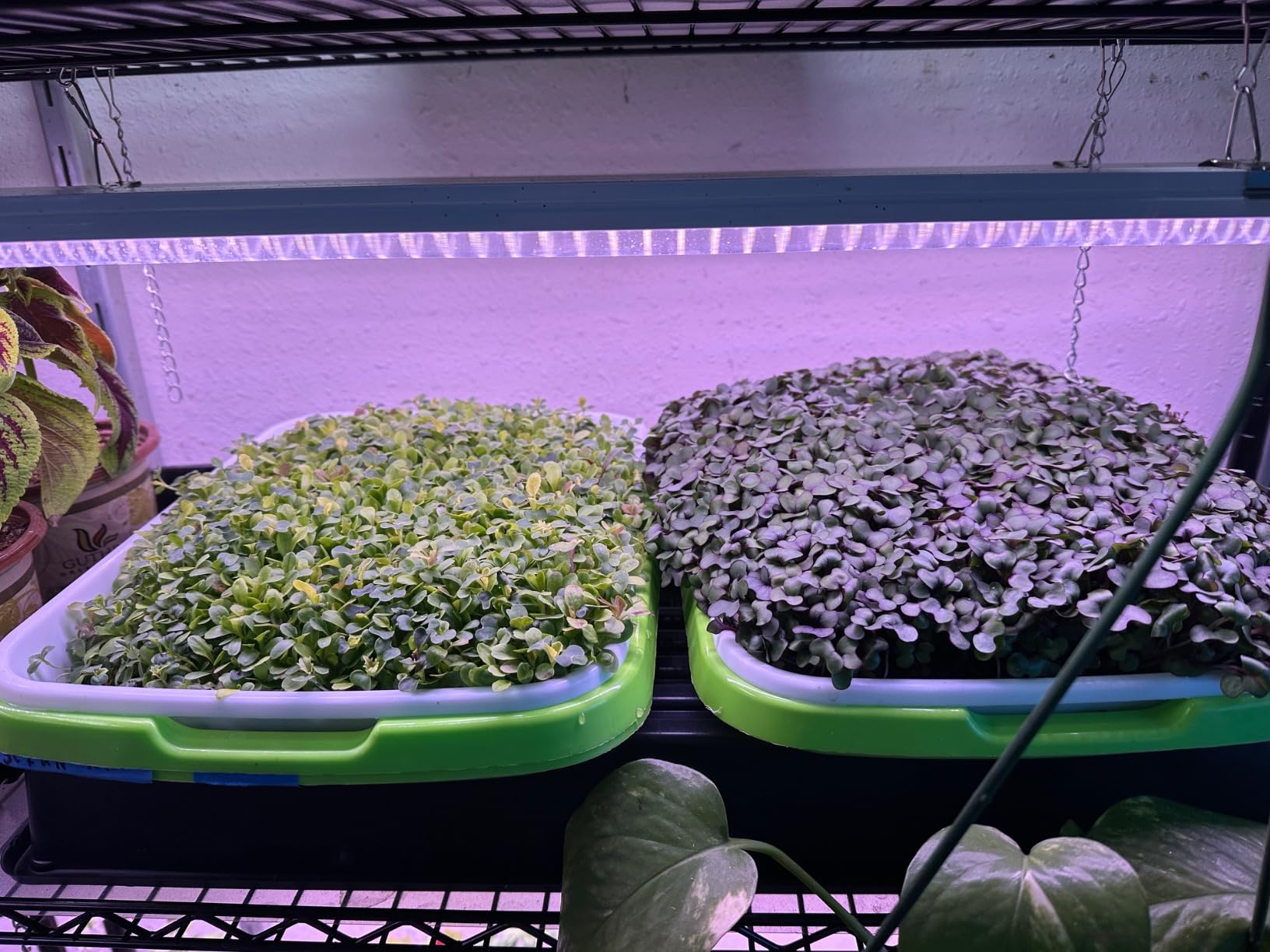 Seed Sprouting Trays, 5 Pack Soil-Free Microgreens Grow Kit customer photo 2