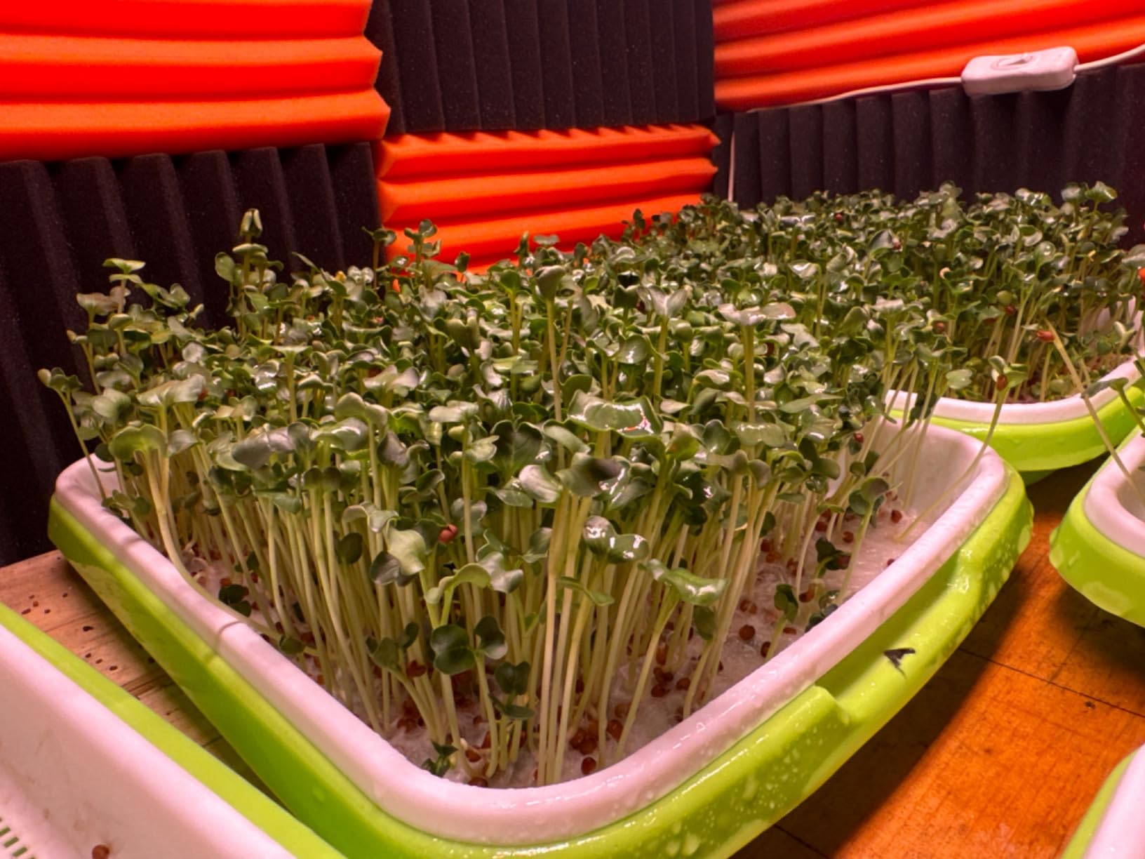 Seed Sprouting Trays, 10 Pack Soil-Free Microgreens Grow Kit customer photo 1