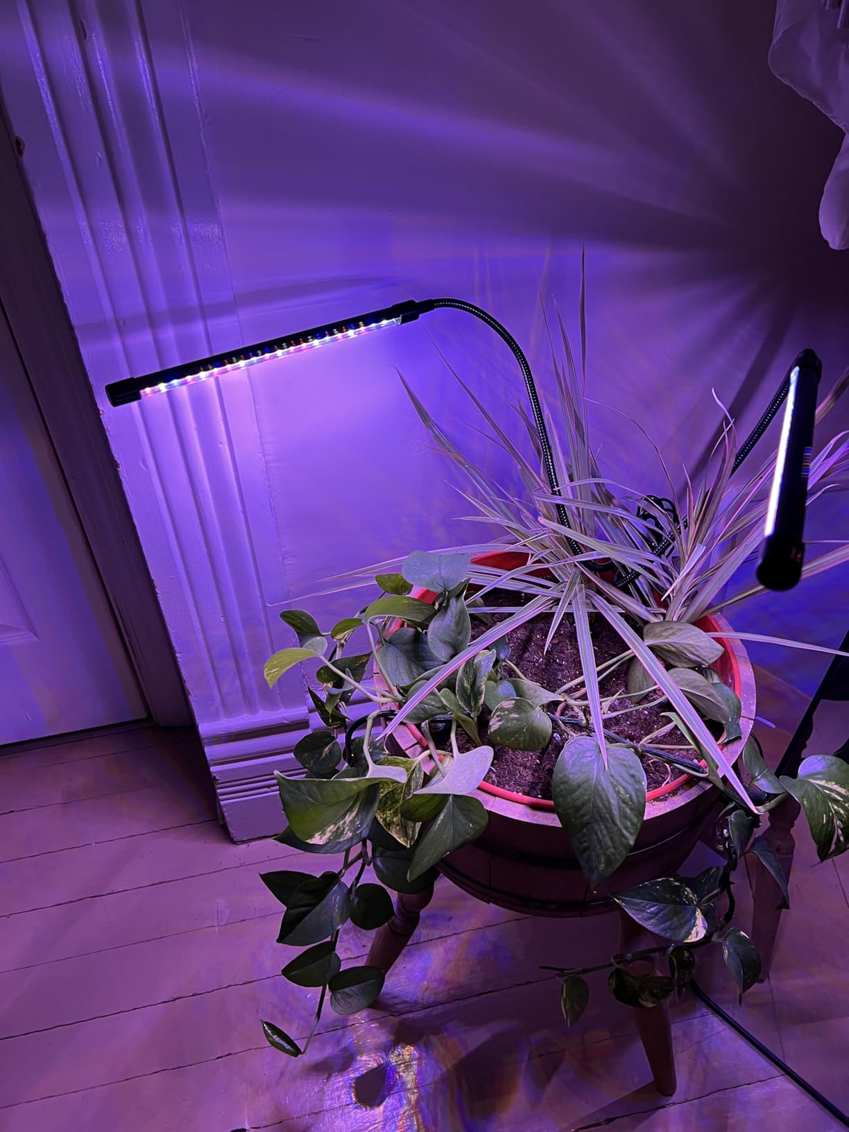 Garpsen Grow Lights for Indoor Plants, 2 Heads Clip On Plant Light, 40 LEDs customer photo 1