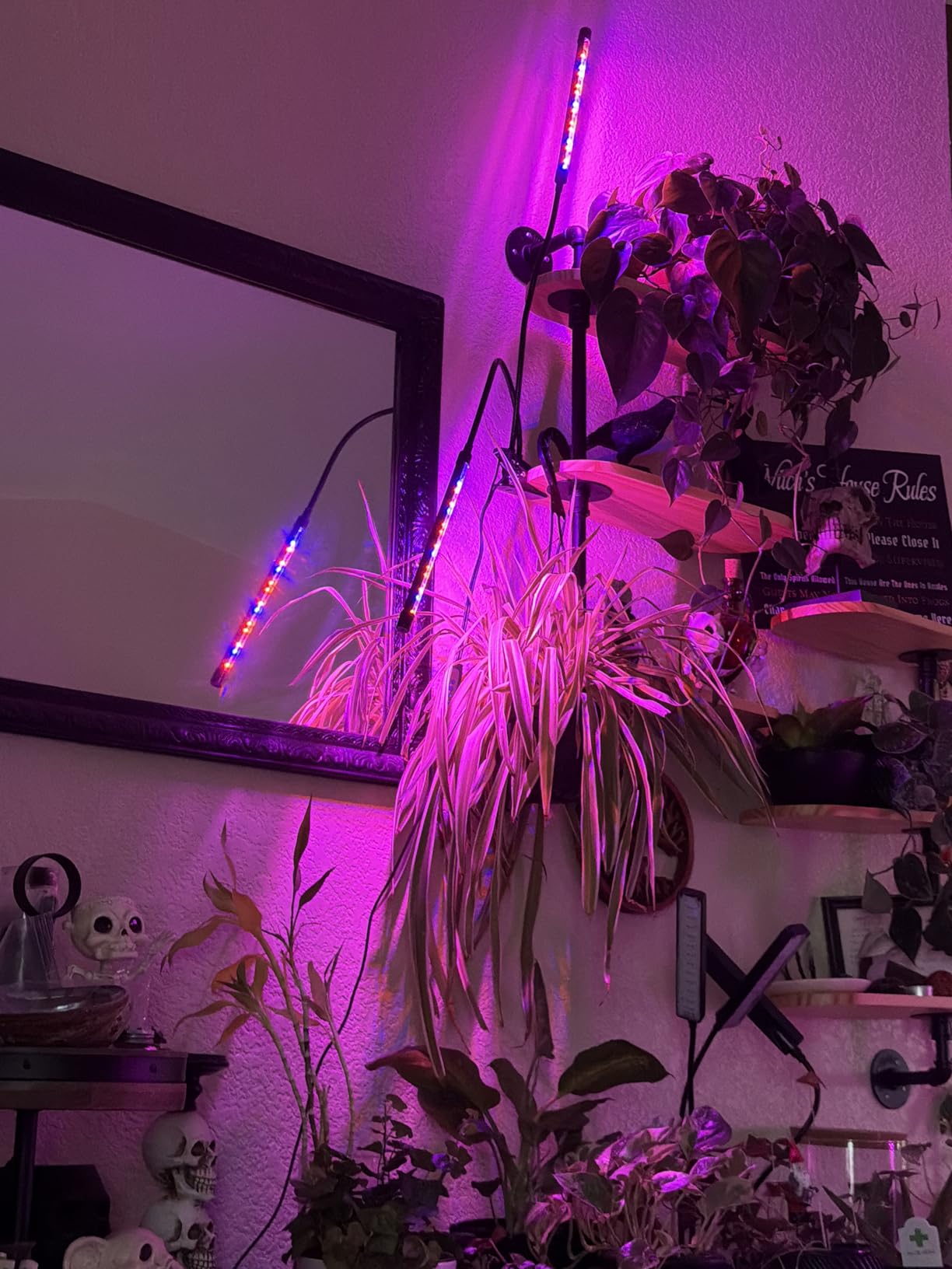 Garpsen Plant Light, 2 Heads Grow Lights for Seed Starting with Clip, 2Pack customer photo 2