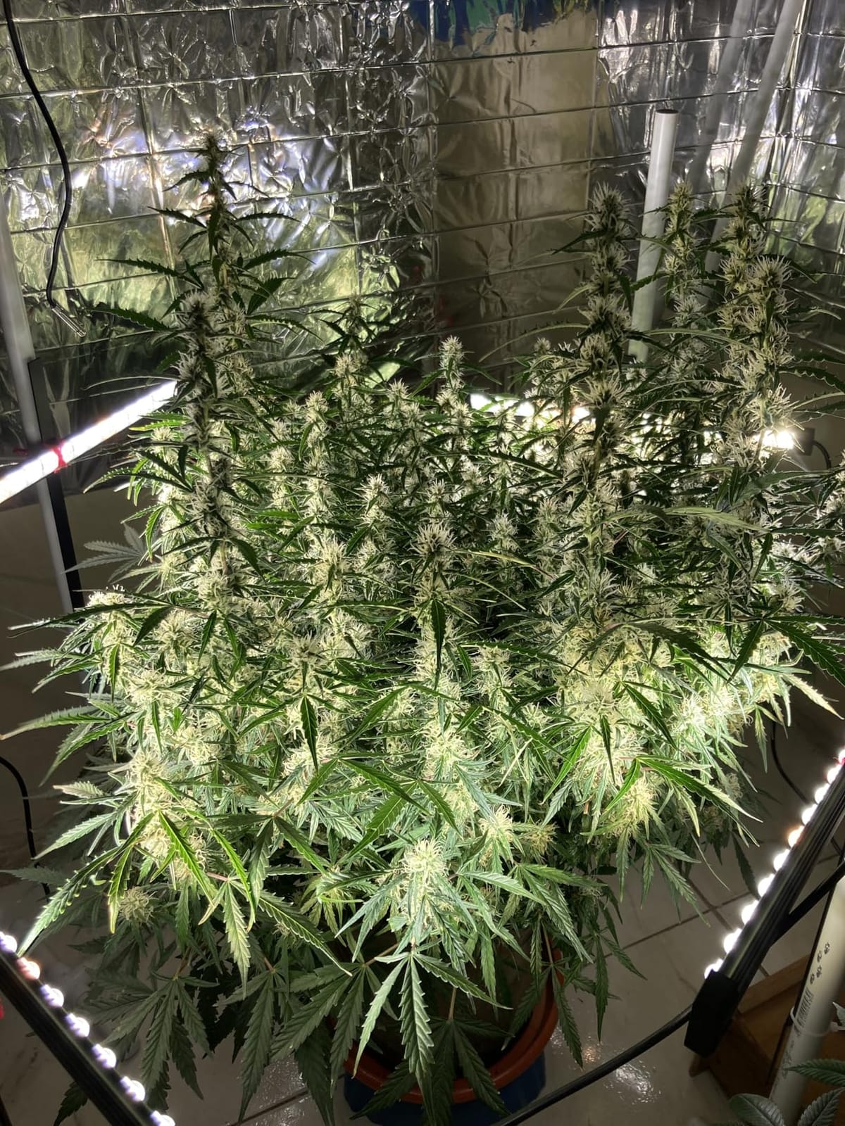 AC Infinity IONBEAM S16, Full Spectrum LED Grow Light Bars 16” customer photo 1