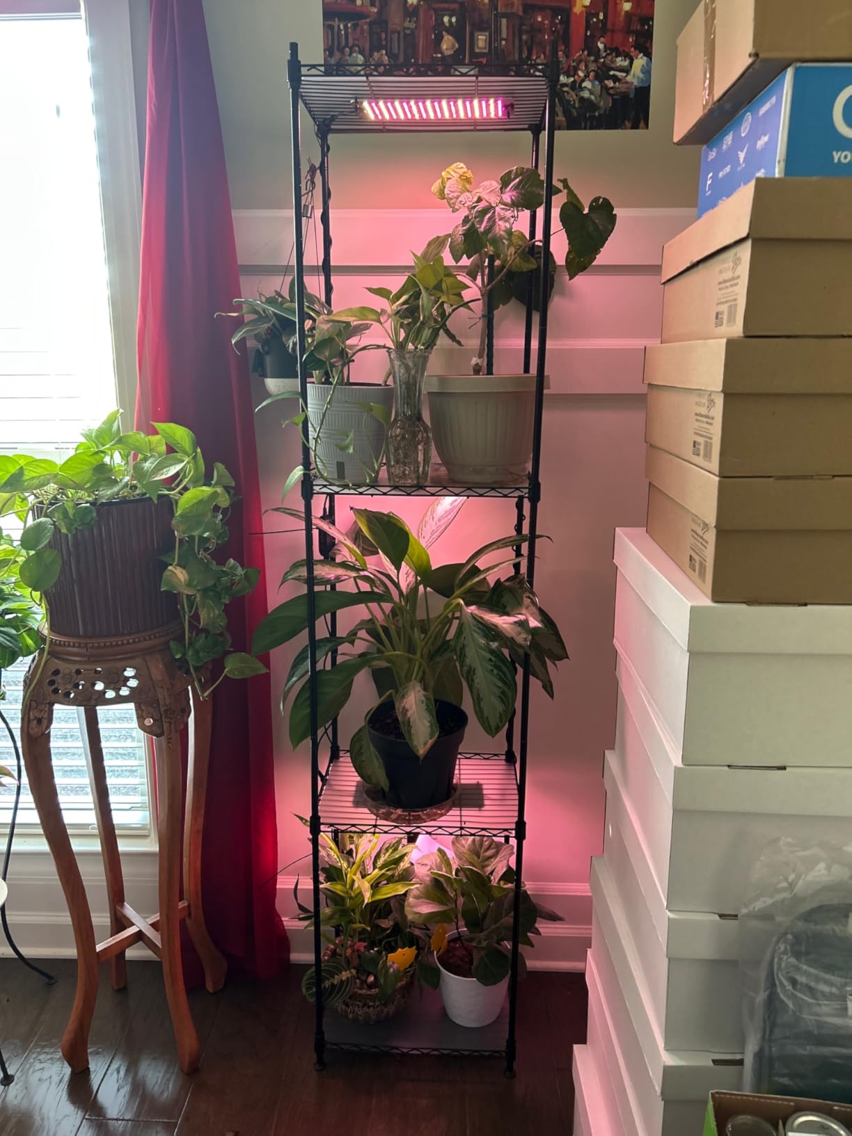 Barrina CX83 Plant Stand with Grow Lights, 6-Tier Shelf, 15.7x11.8x70.9IN customer photo 1