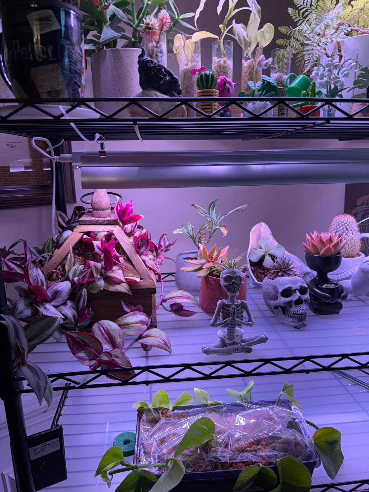 Barrina CX2 Plant Stand with Grow Lights, 6-Tier, 150W, 29.5x13.8x71IN customer photo 2