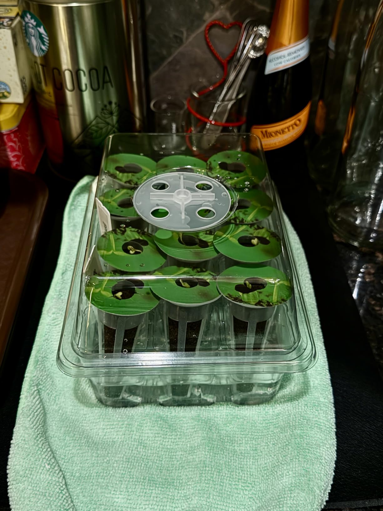 Bonviee 10-Pack Seed Starter Trays, Tall Dome, Base, 12-Cell Tray, Clear customer photo 1