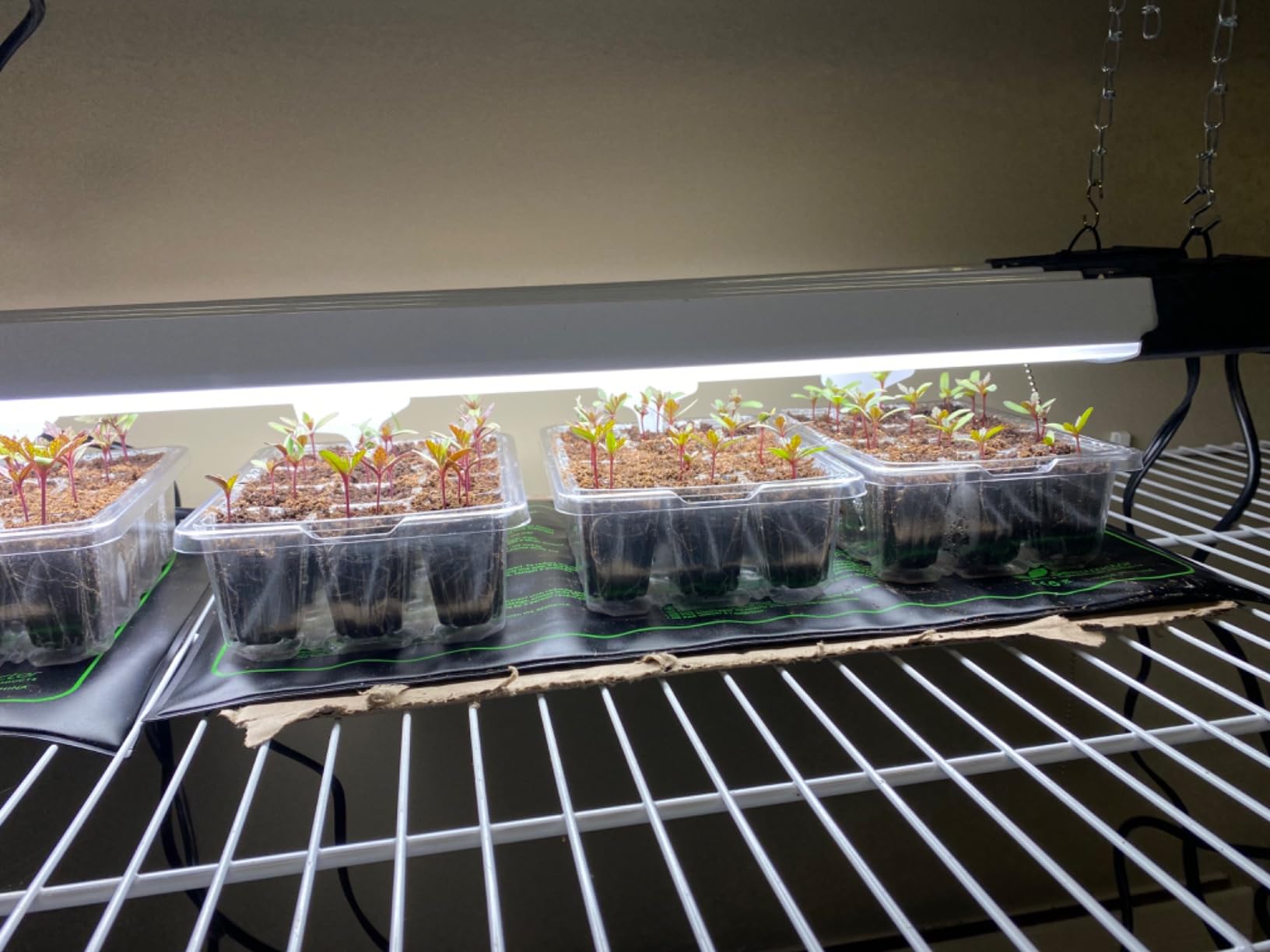 Bonviee 10-Pack Seed Starter Trays, Tall Dome, Base, 12-Cell Tray, Clear customer photo 2