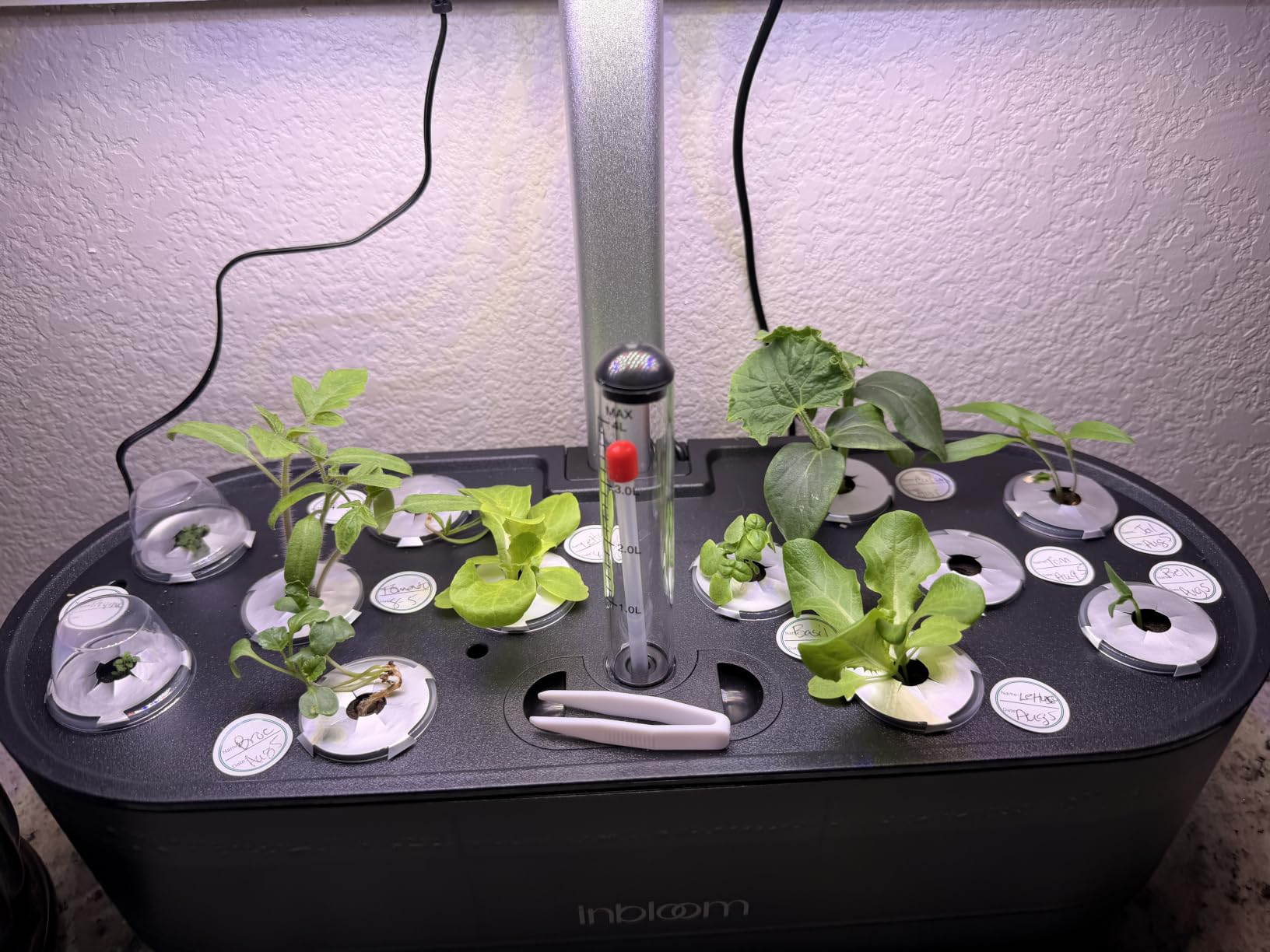 inbloom 12 Pods Hydroponics Growing System Kit, Herb Garden Planter Indoor Kit, Indoor Gardening Hydroponics Growing System with Pods, 4.2L Water Pump, Height Adjustable, Gifts for Woman, Black customer photo 1