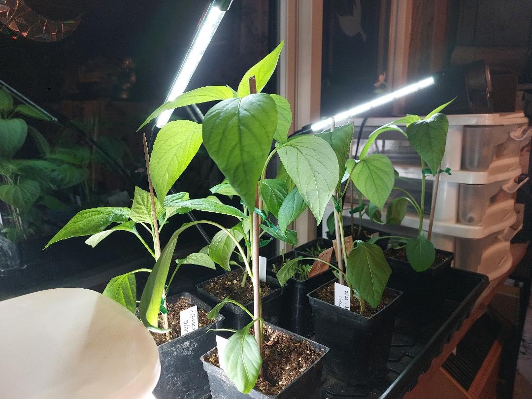 EWPJDK Grow Light 6500K Full Spectrum Plant Grow Lights 84 LED Plant Light with Clip Grow Lamp for Indoor Plants Growing Lamps(1PCS) customer photo 2