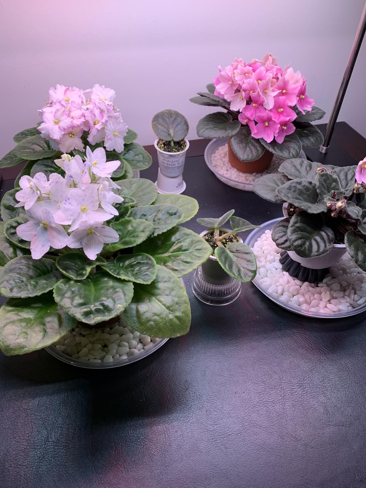 FOXGARDEN Grow Light Stand, Advanced LED Plant Growth Lighting with 4/8/12H Timer, 6 Dimming Options, and Adjustable Height - Optimal for Indoor Plants in Seedlings, Vegetative, and Flowering Phases customer photo 1