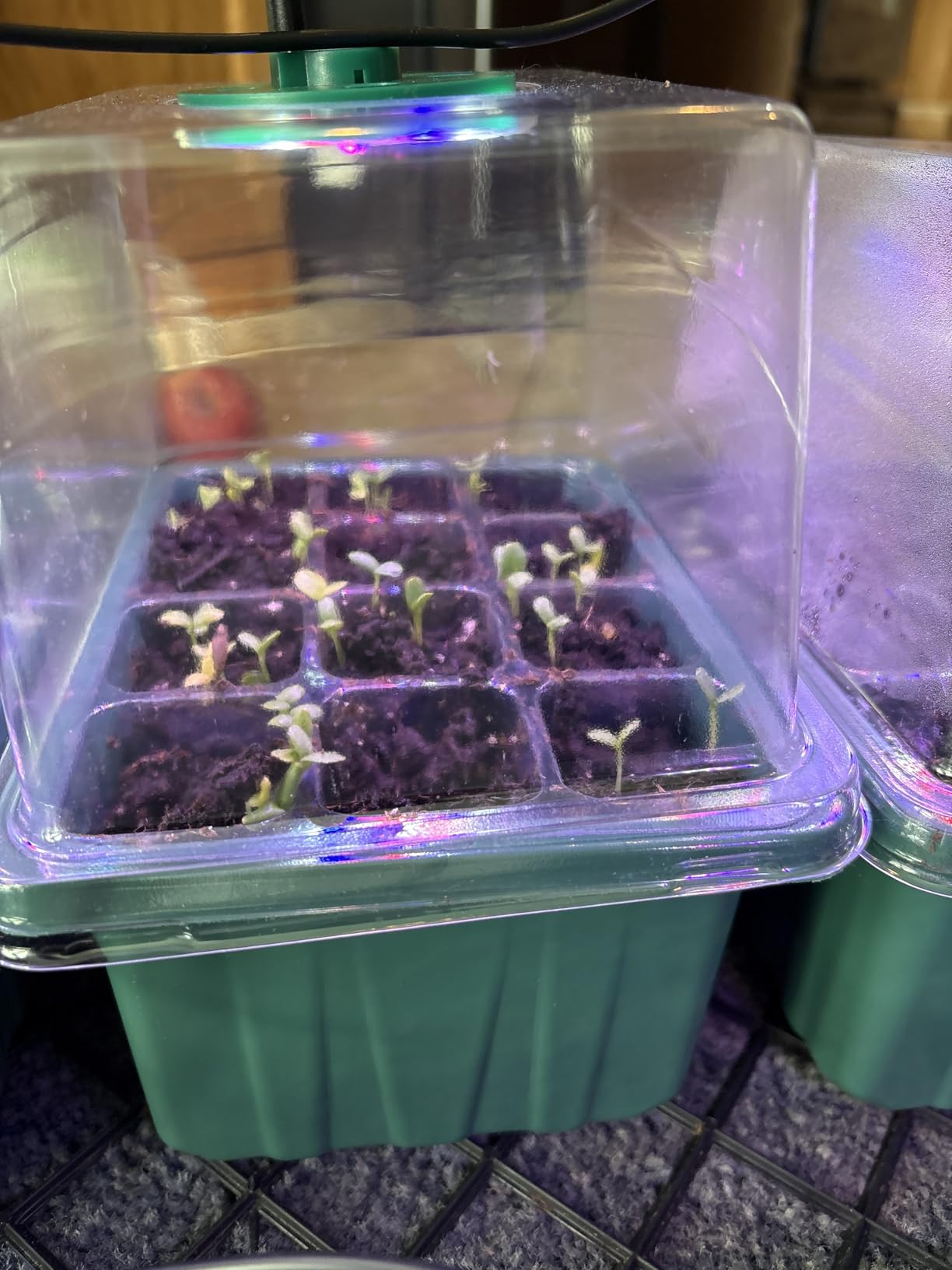 BlumWay Self-Watering Seed Starter Tray with Grow Light, 5 Pack 60 Cells customer photo 2