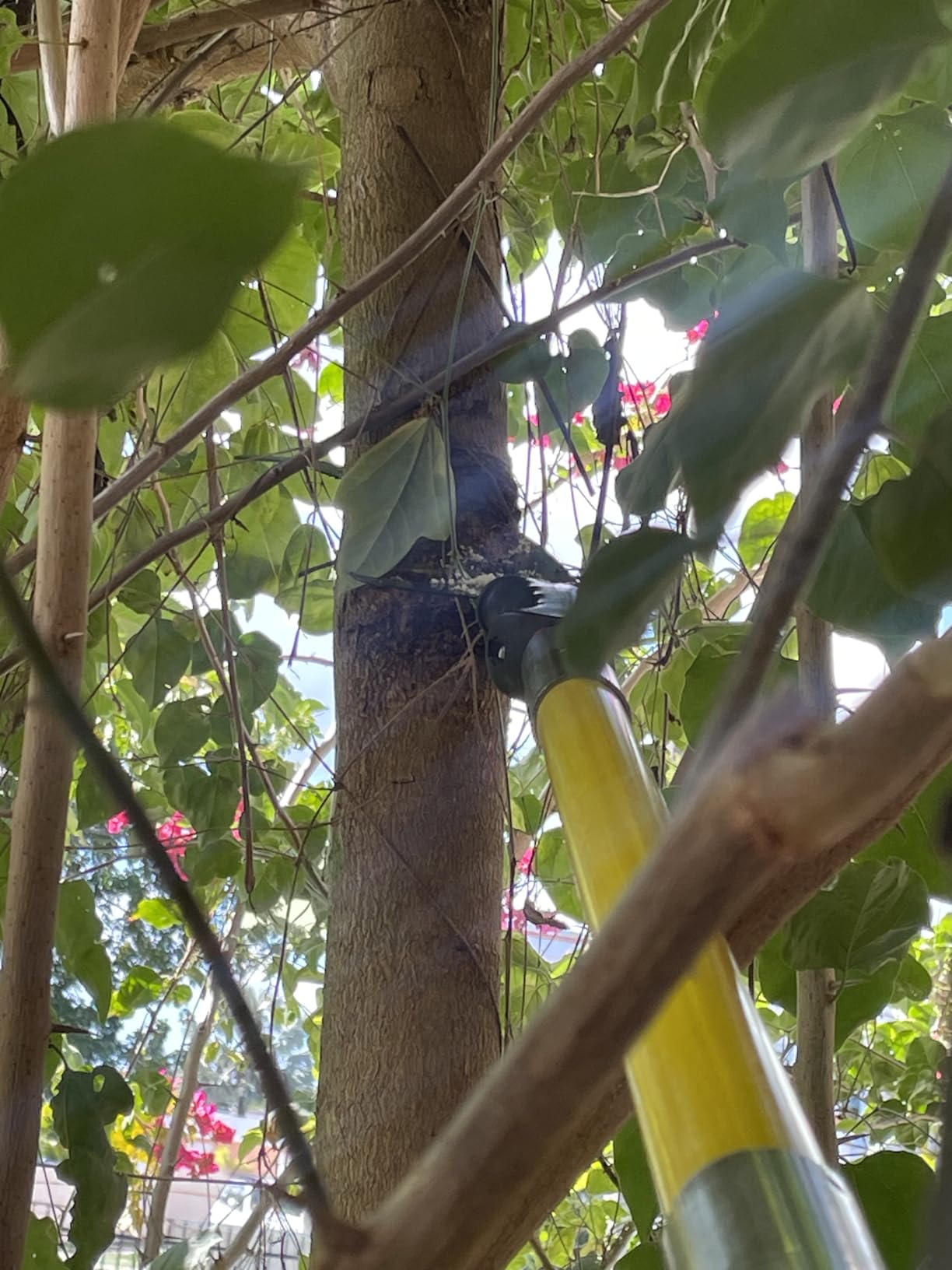 7.3-27FT Extendable Long Handle Pole Saw with Blade and Branch Scissors | extendable pole saw; tree trimmer with scissors; pruning saw customer photo 1