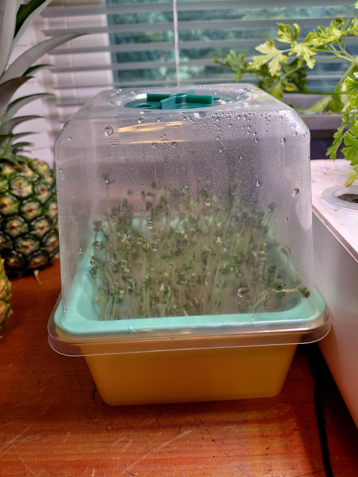 Microgreen Growing Trays, 5