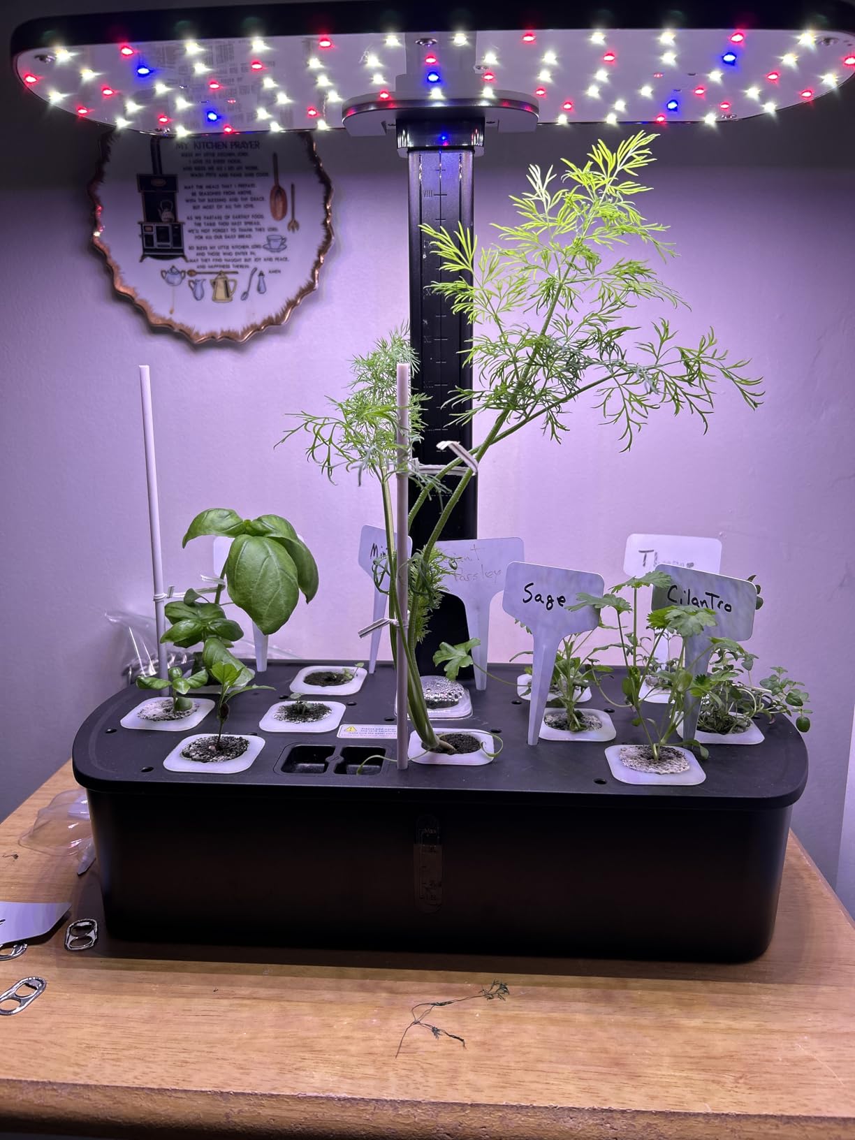 Hydroponics Growing System Kit 12 Pods Indoor Garden, Hydroponic Indoor Herb Garden Kit with Grow Light, Smart in Door Gardening Gifts for Women, Adjustable Height, Auto Timer, Quiet Pump customer photo 1