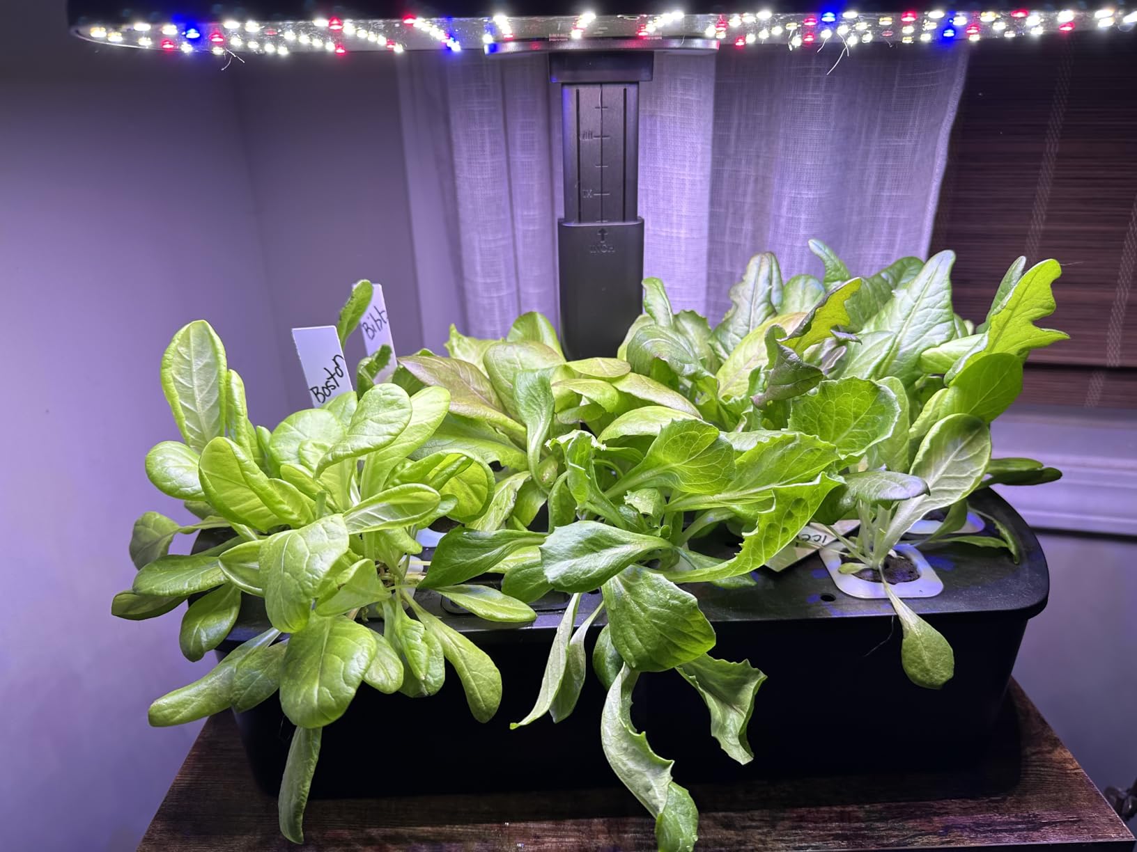 Hydroponics Growing System Kit 12 Pods Indoor Garden, Hydroponic Indoor Herb Garden Kit with Grow Light, Smart in Door Gardening Gifts for Women, Adjustable Height, Auto Timer, Quiet Pump customer photo 2