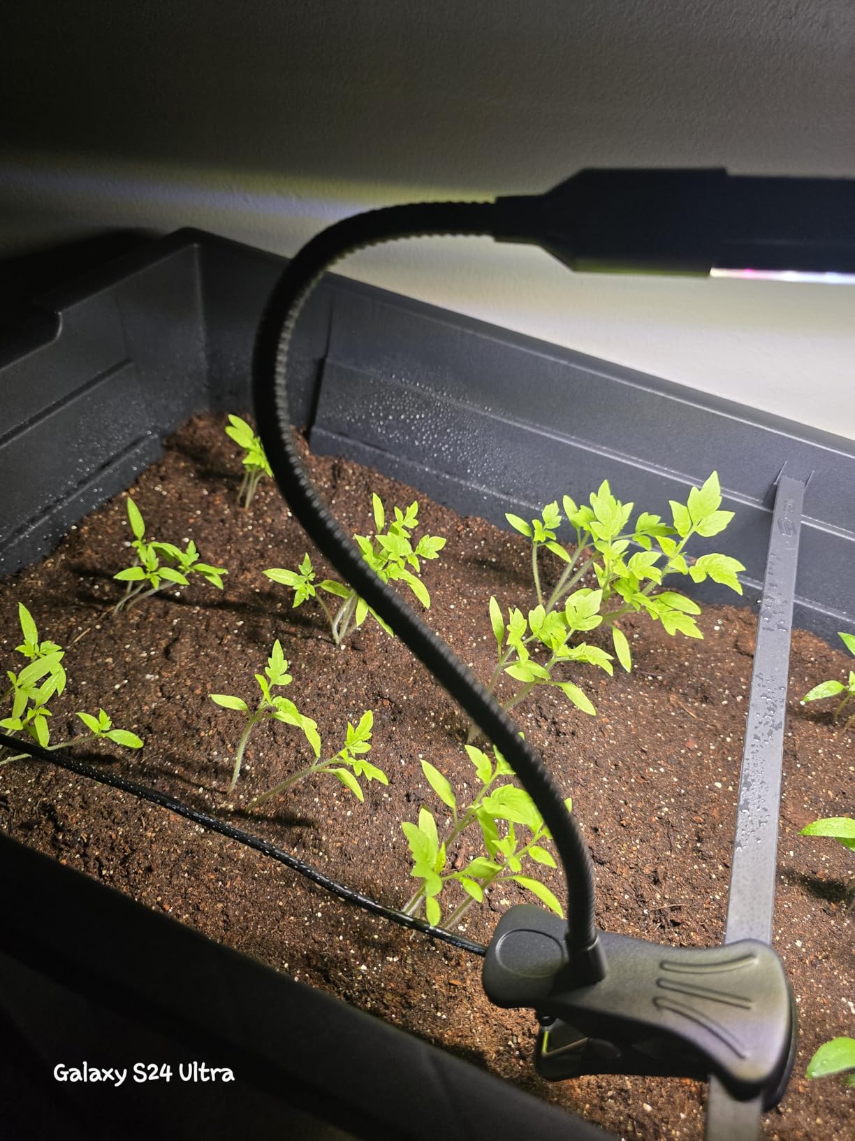 Game Changer! FECiDA 2026 3Pack Clip on Grow Lights for Single Pot Plant customer photo 1