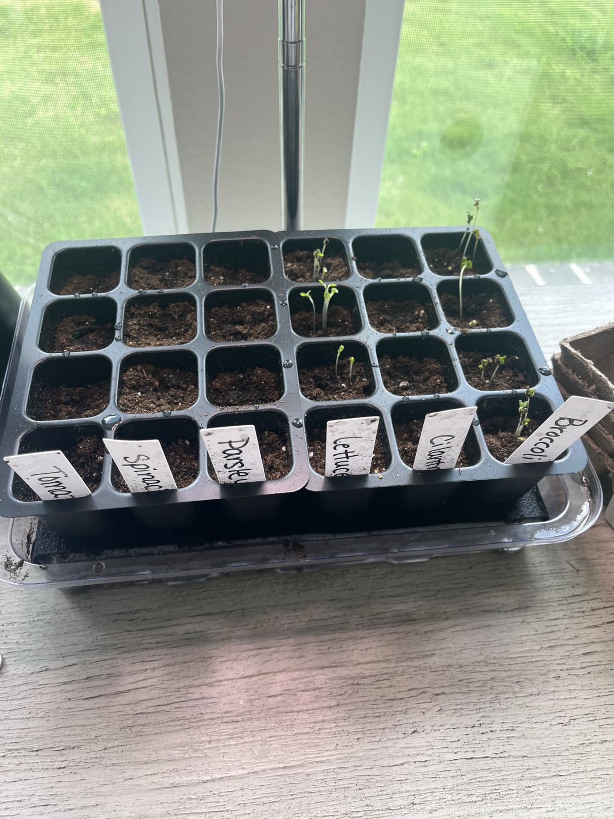 SOLIGT Self Watering Seed Starter Trays with Humidity Domes 6 Pack 144 Cell customer photo 1