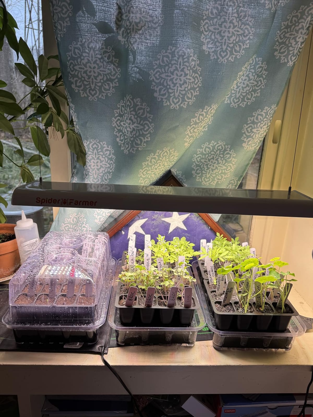 SOLIGT Self Watering Seed Starter Trays with Humidity Domes 6 Pack 144 Cell customer photo 2