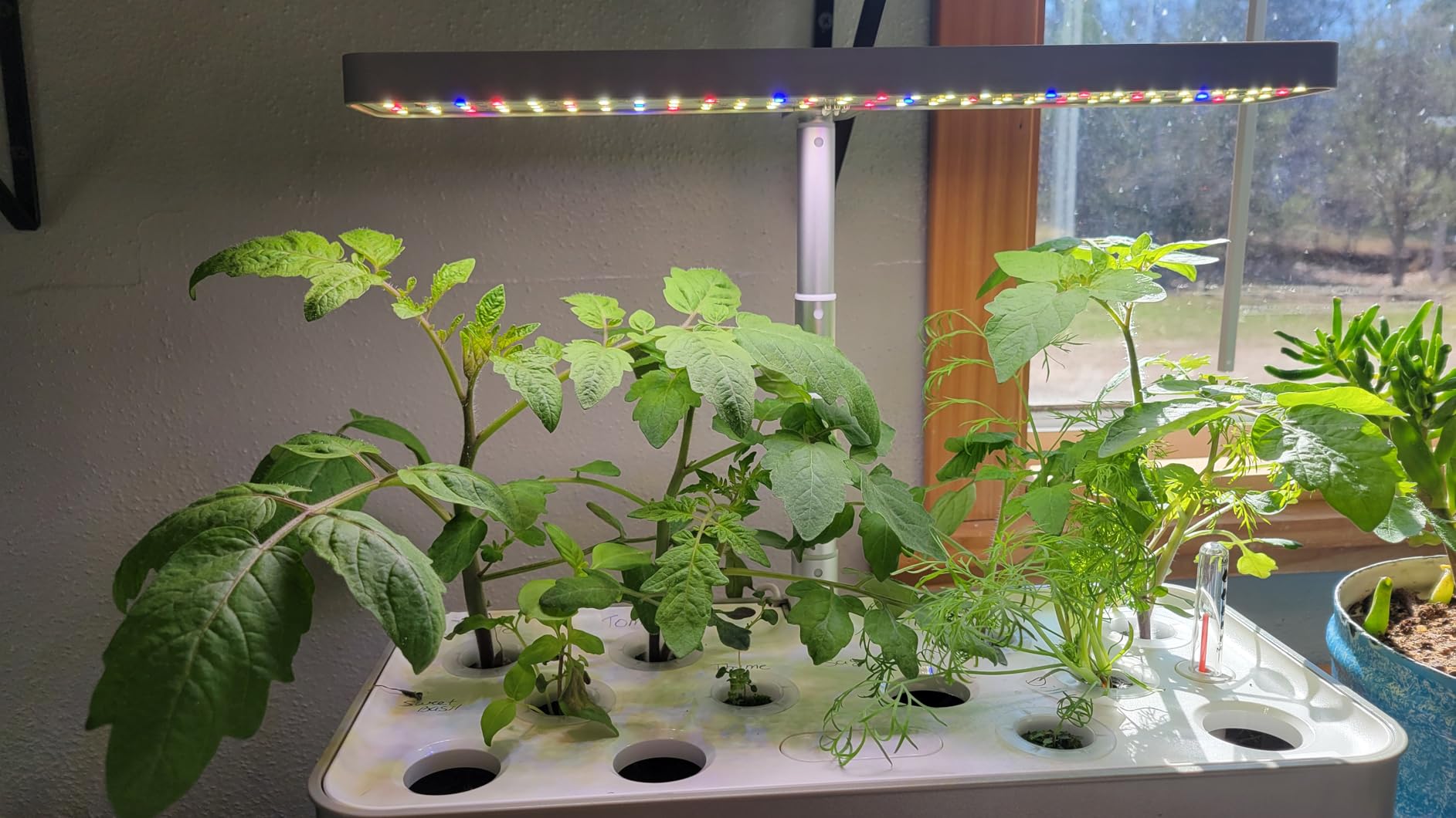 SUNCOZE Hydroponics Growing System, Compact 12 Pods Indoor Garden, Black customer photo 2
