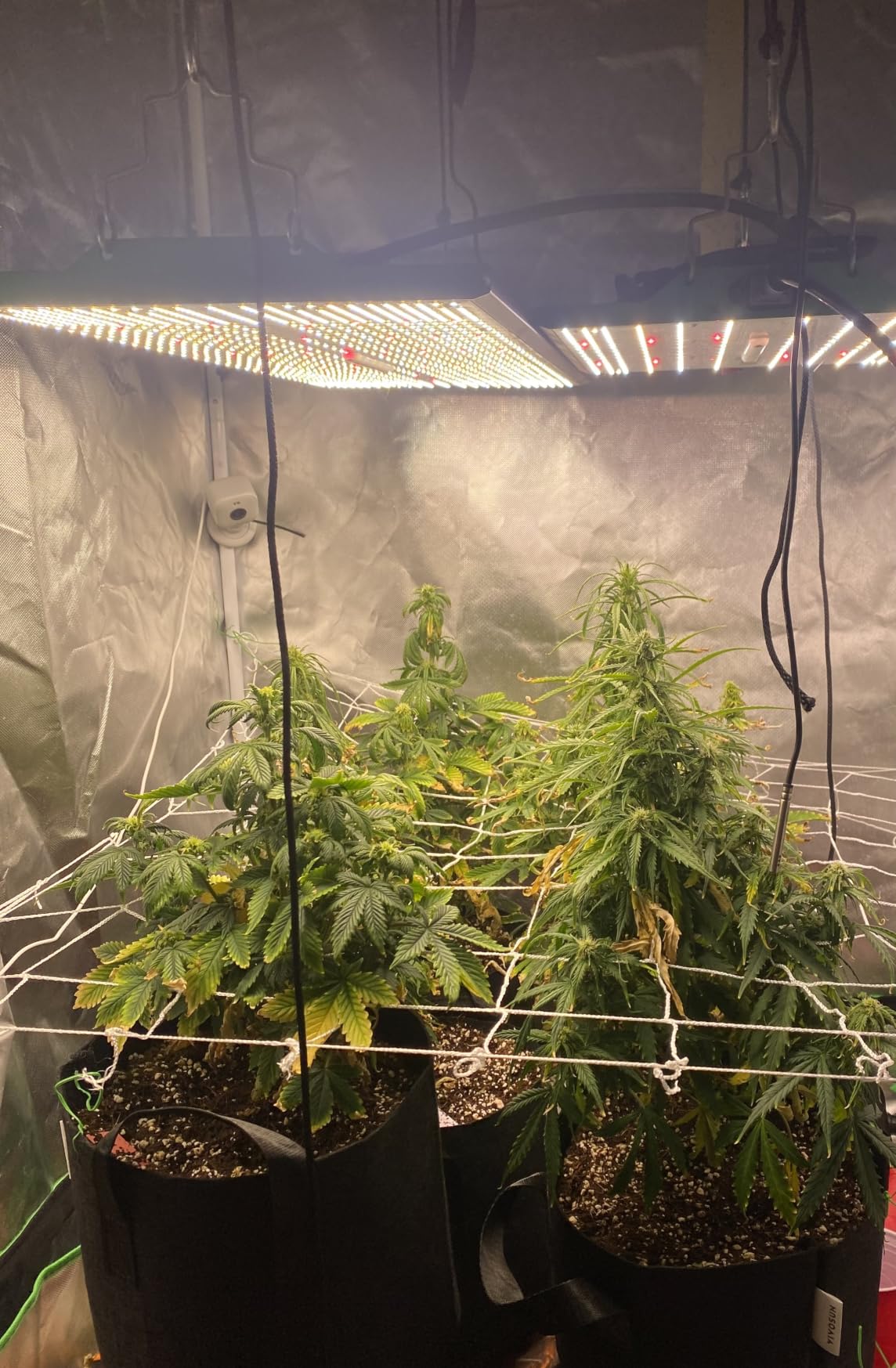70 Watt Grow Light, Dimmable Plant Light, LED Grow Lights for Indoor Plants customer photo 1