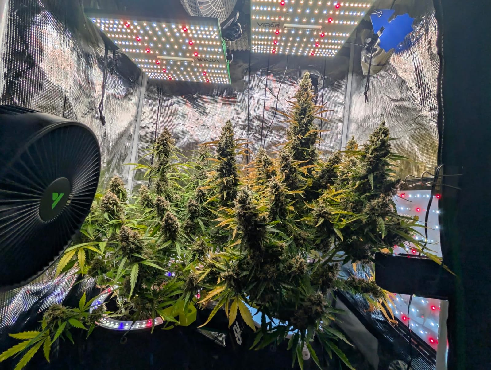 70 Watt Grow Light, Dimmable Plant Light, LED Grow Lights for Indoor Plants customer photo 2