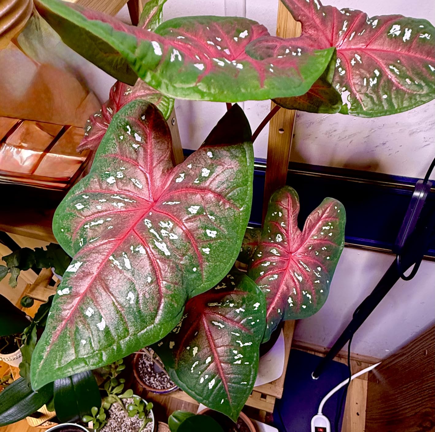 48W Grow Lights for Indoor Plants, Full Spectrum LED Plant Light with Stand customer photo 2