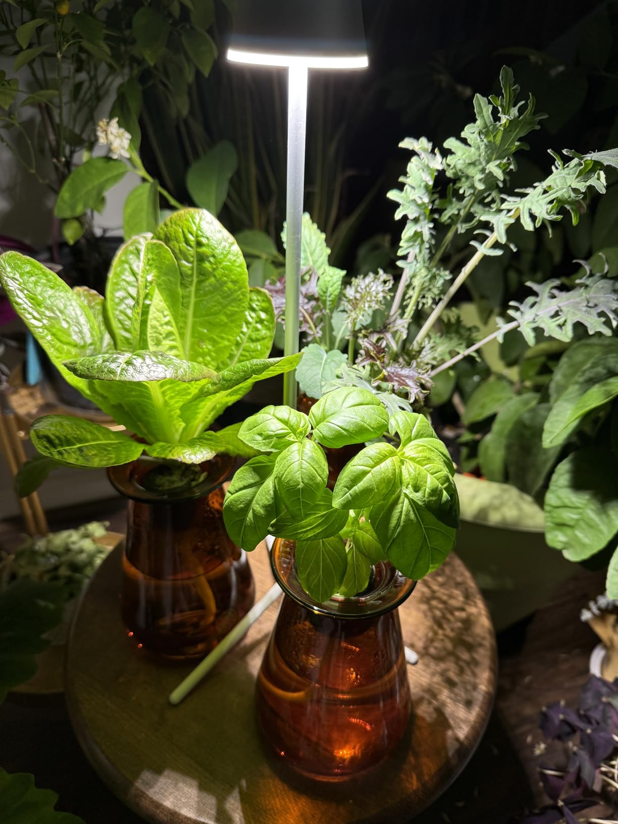 Lettuce Grow Counterstand | Hydroponic Kit with LED Grow Light | Compact customer photo 1