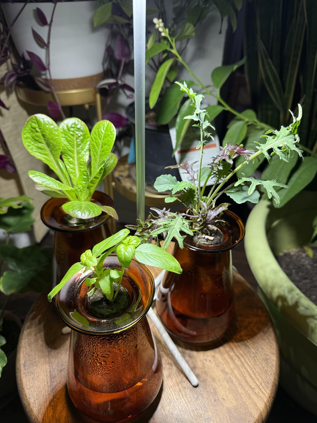Lettuce Grow Counterstand | Hydroponic Kit with LED Grow Light | Compact customer photo 2