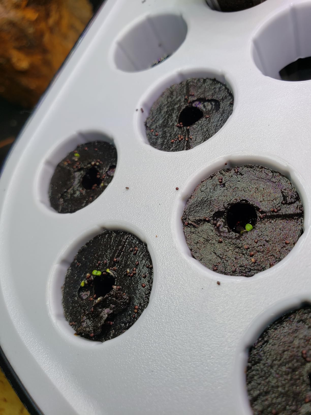 52 Pods Smart Hydroponics Growing System Indoor Herb Garden with Auto Timer customer photo 2