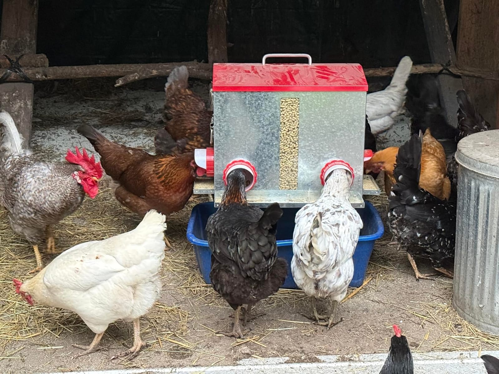 Pawaboo 55LBS Large Capacity Automatic Chicken Feeder customer photo 1