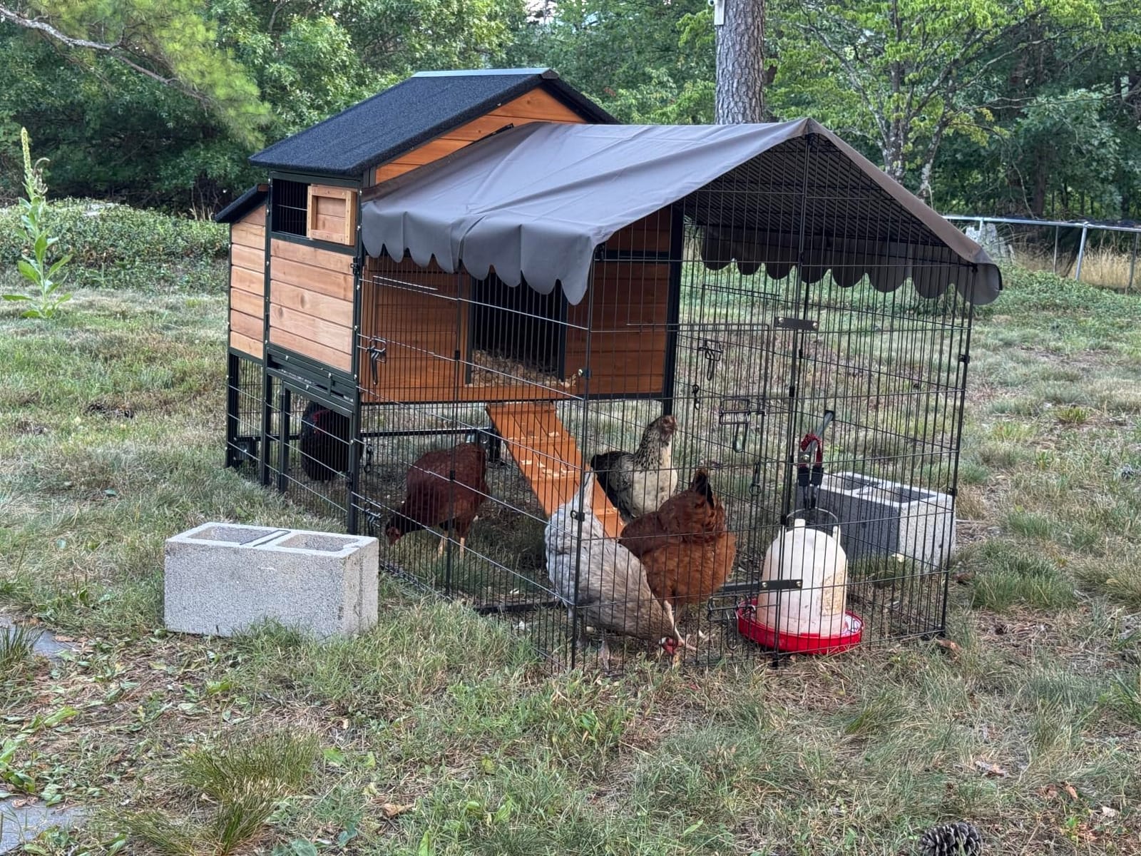 Wooden Chicken Coop, Large Chicken Tractor with Wheels, Weatherproof Hen House with Nest Box and Removable Tray, Mobile Poultry Hutch for 2-4 Chickens, Rabbits & Ducks (Red) customer photo 2