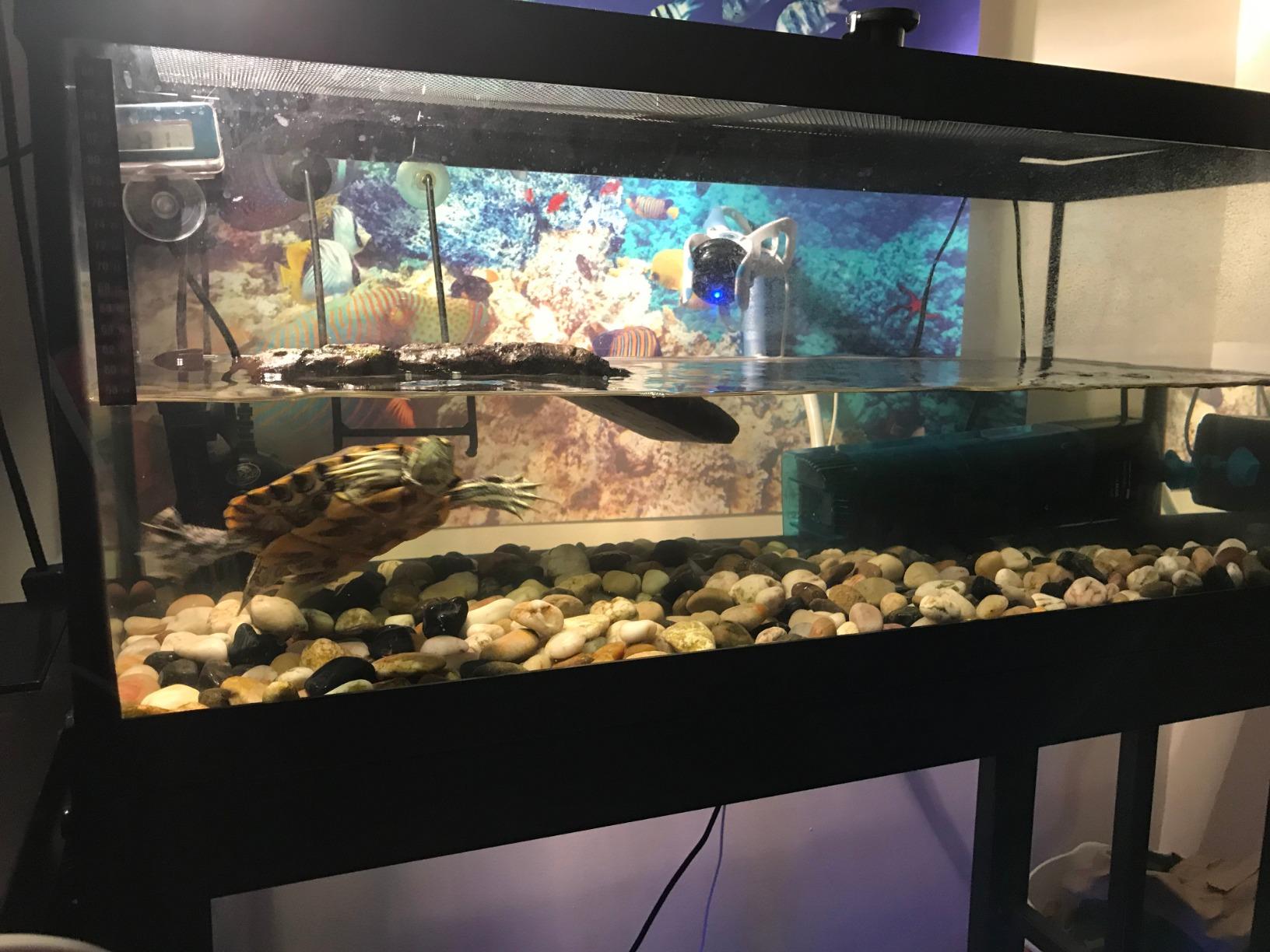 Penn-Plax Cascade 600 Fully Submersible Internal Filter – Provides Physical, Biological, and Chemical Filtration for Aquariums and Turtle Tanks customer photo 1