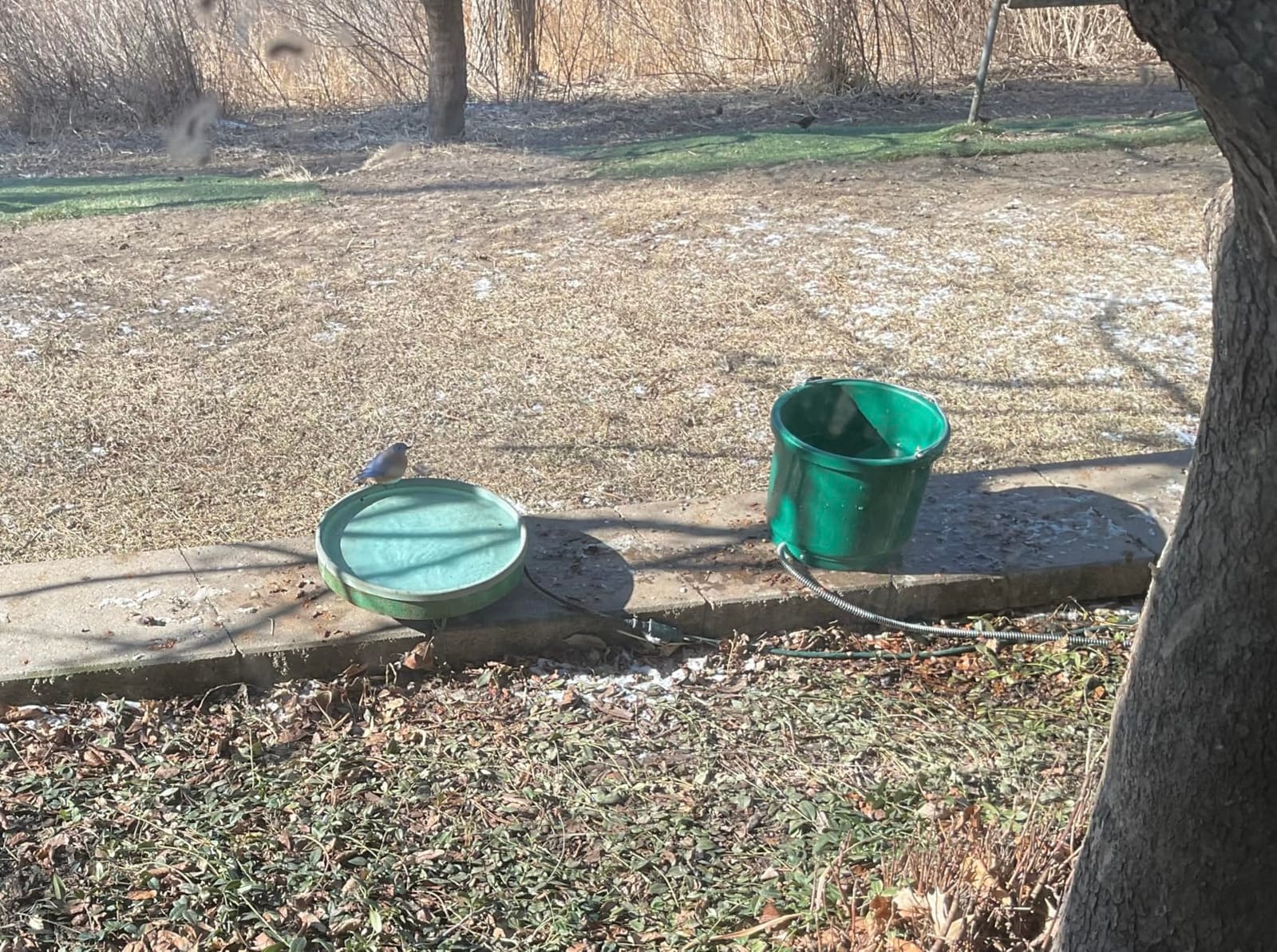 Farm Innovators HB-60 Heated Plastic Bucket, 60 Watts, 2 Gallon, Green customer photo 2