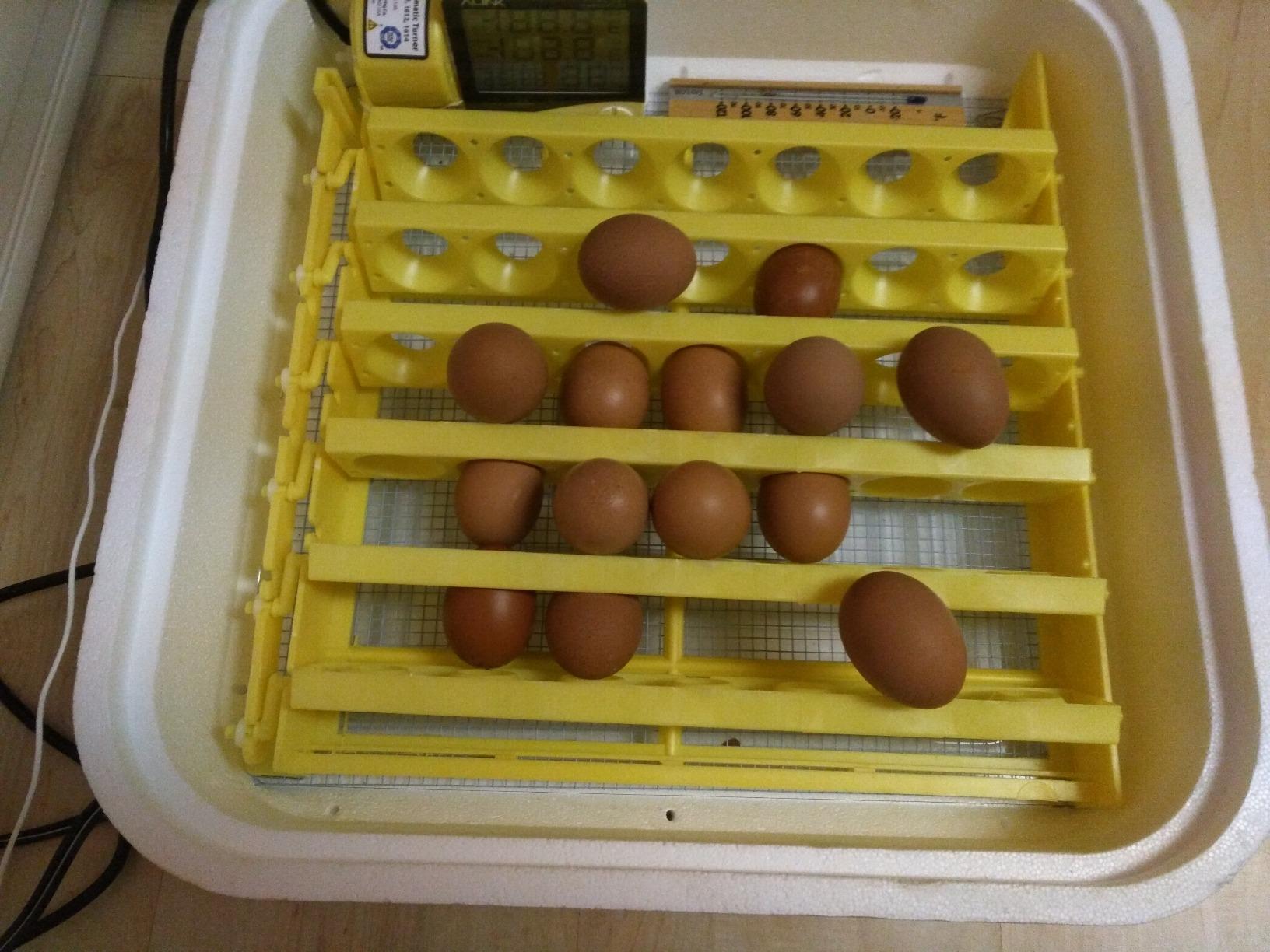 Hova-Bator GQF Automatic Egg Turner - Quail to Duck Egg customer photo 1