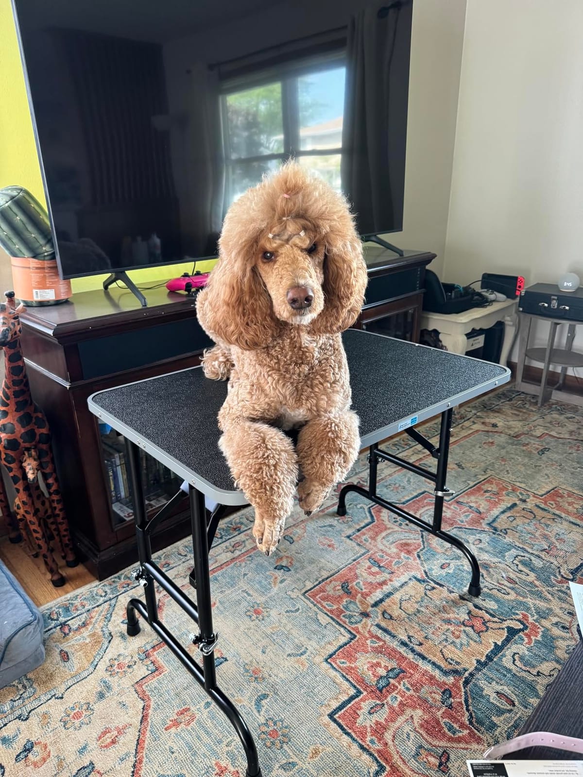 Master Equipment Adjustable Height Grooming Table for Pets, 30 by 18-Inch customer photo 2