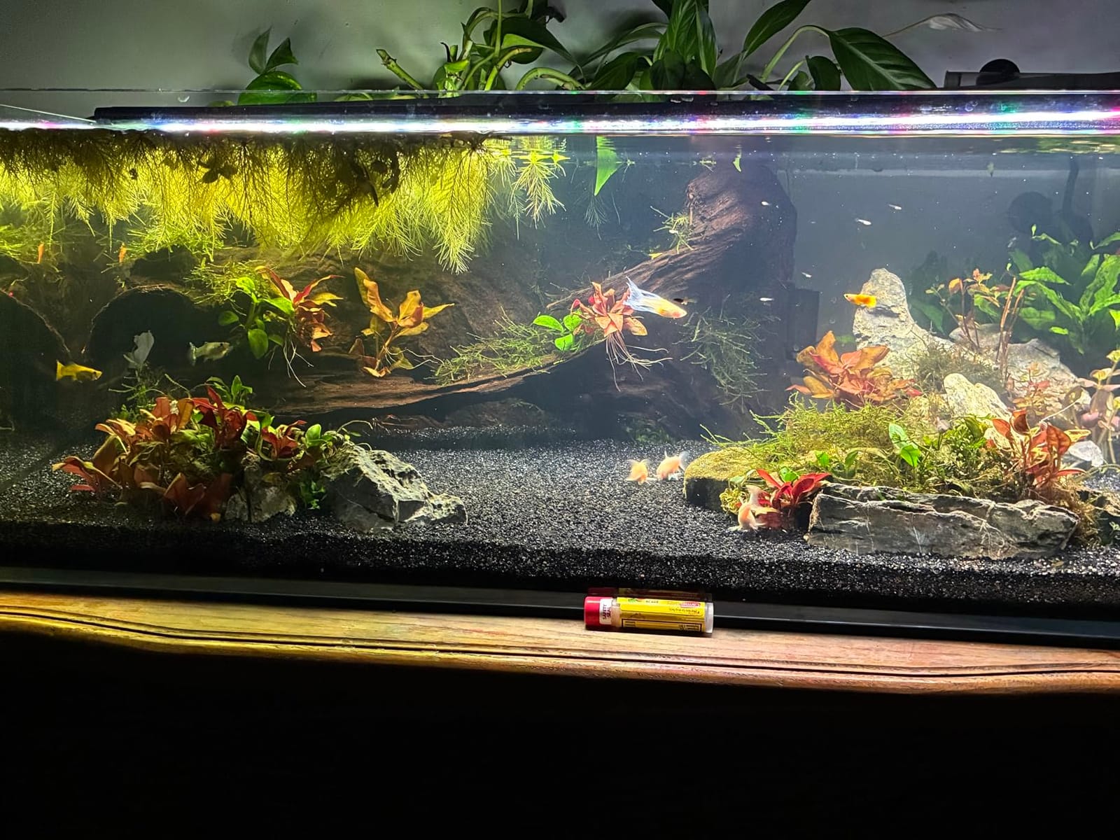 LANDEN Aquarium Cube 6.6 Gallon Ultra Clear Glass Rimless Fish Tank 30C customer photo 2