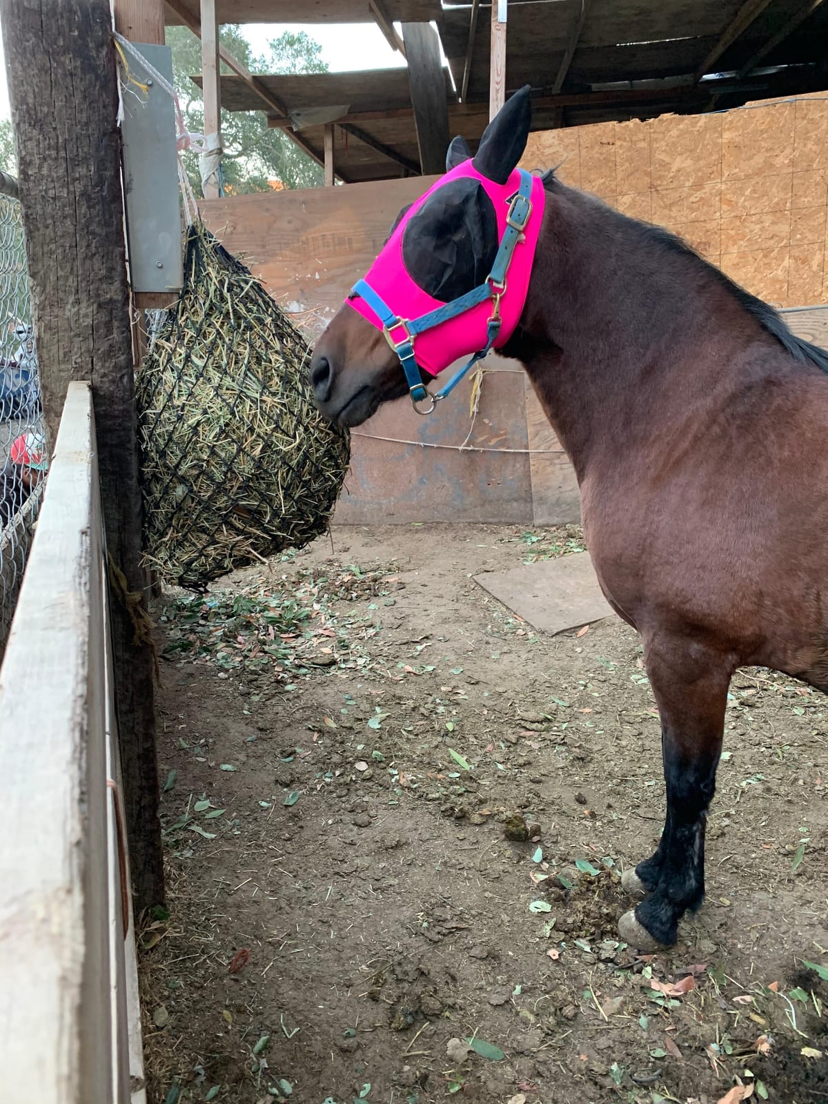 Weaver Equine Slow Feed Hay Net 36in Black customer photo 2