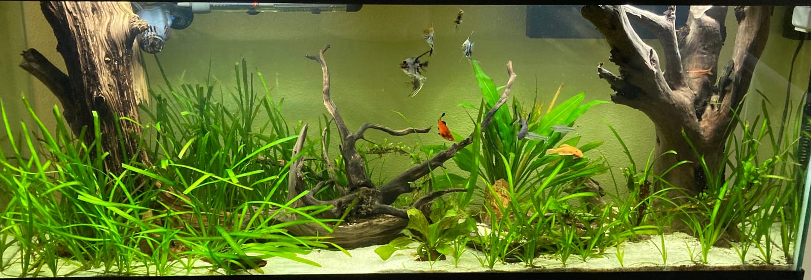 Fluval Plant 3.0 LED Planted Aquarium Lighting, 59 Watts, 48-60 Inches customer photo 1