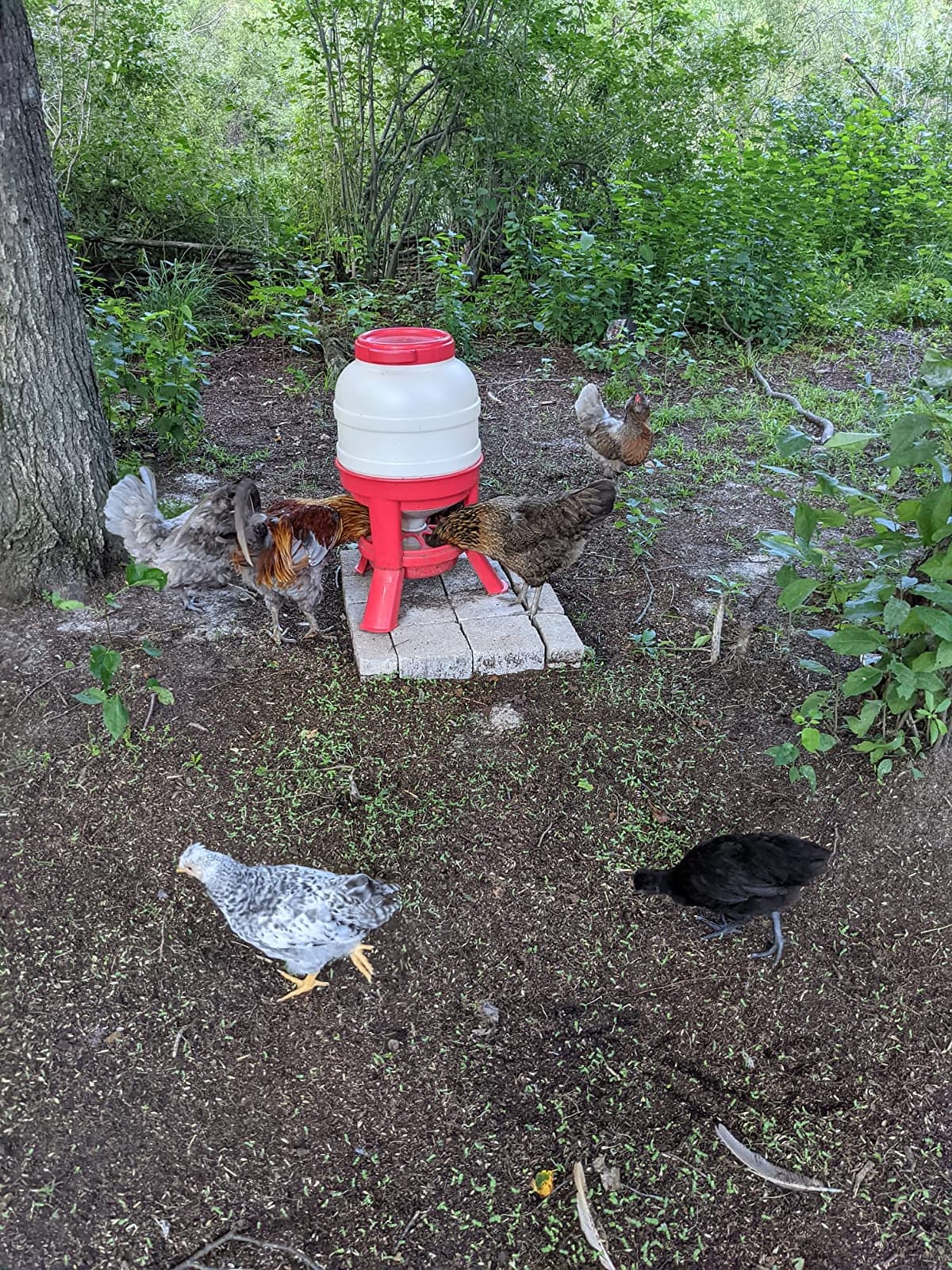 Little Giant® Plastic Dome Feeder | Heavy Duty Plastic Gravity Fed Poultry Feed Container Tank | Backyard Poultry for Hobbyists, Farmers and Ranchers | 60 LB customer photo 1